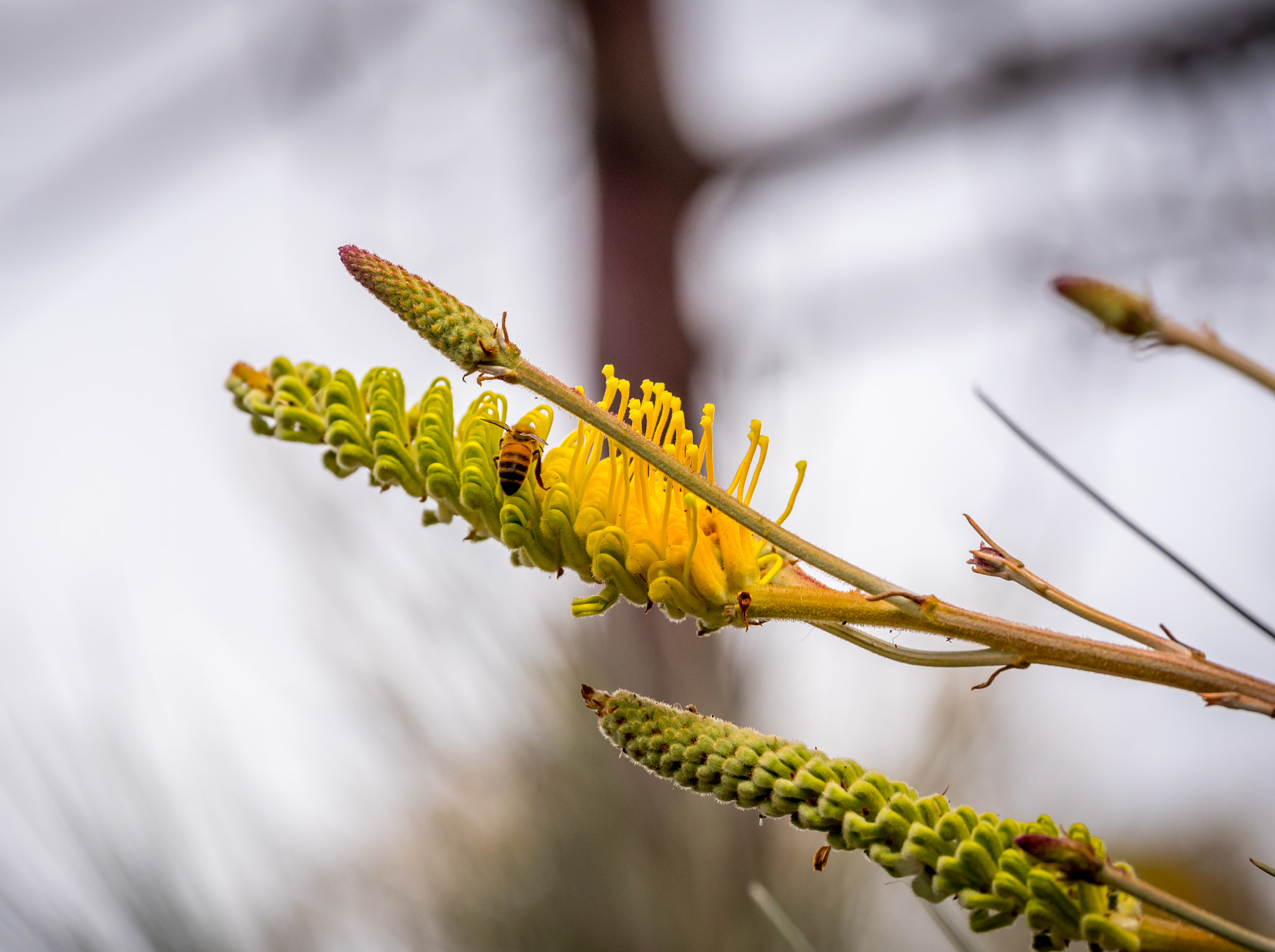 Panasonic Lumix G X Vario 35-100mm F2.8 OIS sample photo. Beautiful plants in kings park, perth photography