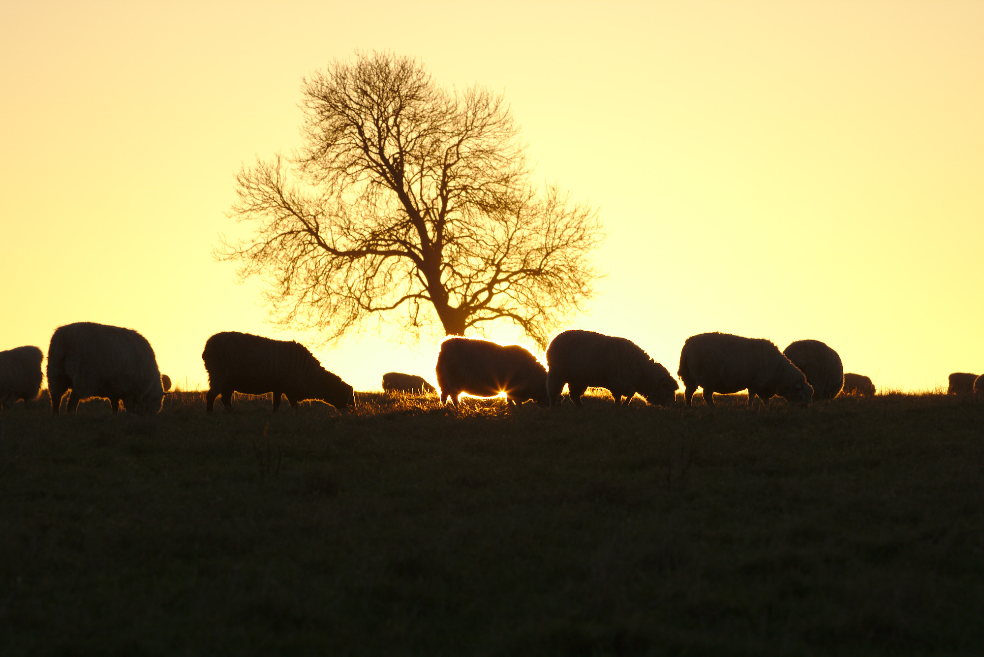 Canon EOS 750D (EOS Rebel T6i / EOS Kiss X8i) + Canon EF 70-200mm F4L USM sample photo. Sunset grazing photography