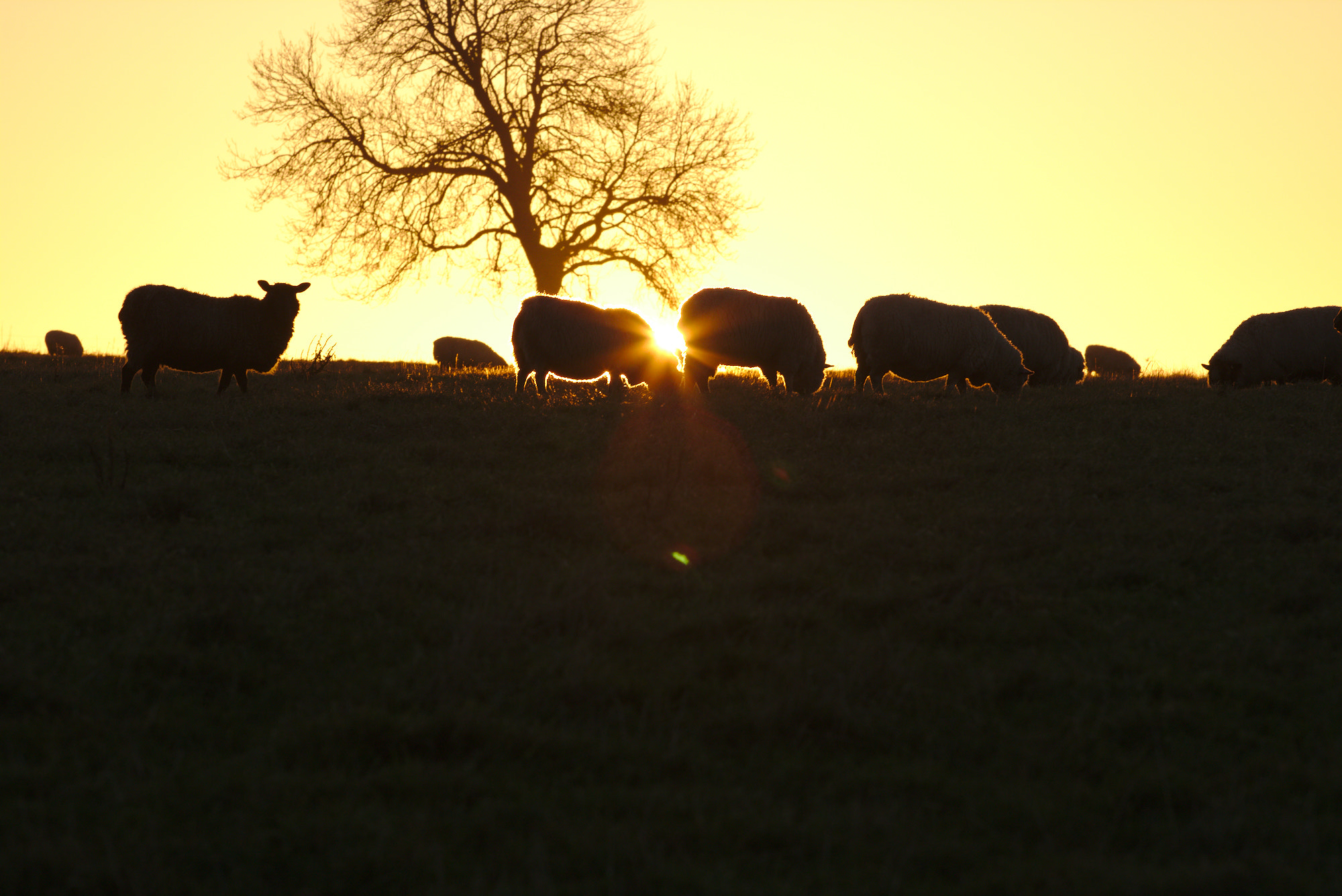 Canon EOS 750D (EOS Rebel T6i / EOS Kiss X8i) + Canon EF 70-200mm F4L USM sample photo. Sunset sheep photography