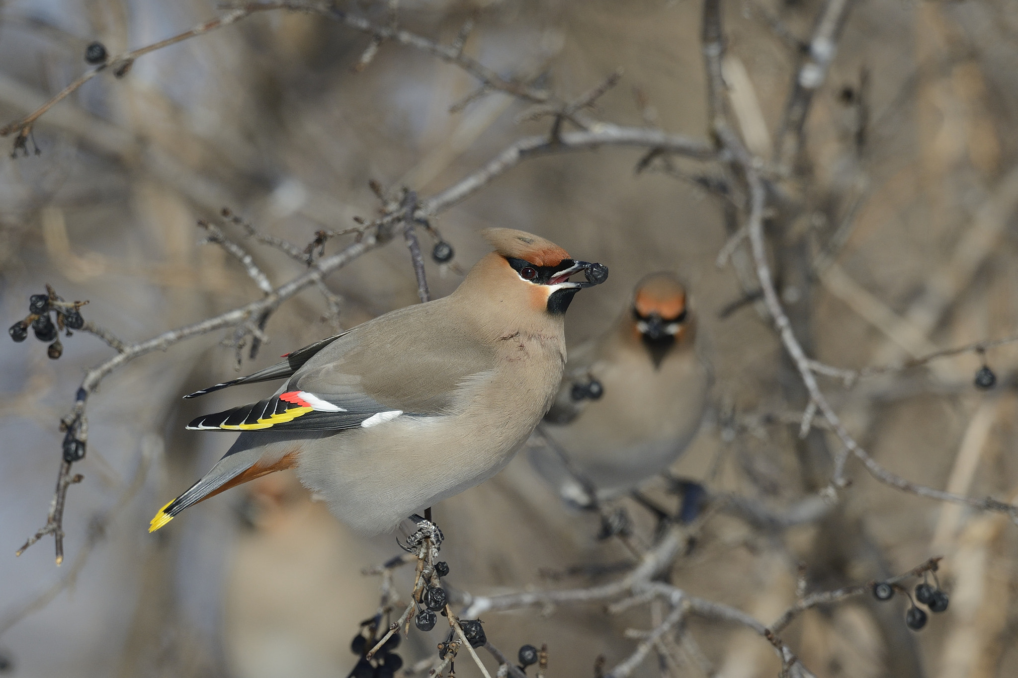 Nikon AF-S Nikkor 800mm F5.6E FL ED VR sample photo. Jaseur boréal, bobucilla garrulus,bohemian waxwing photography