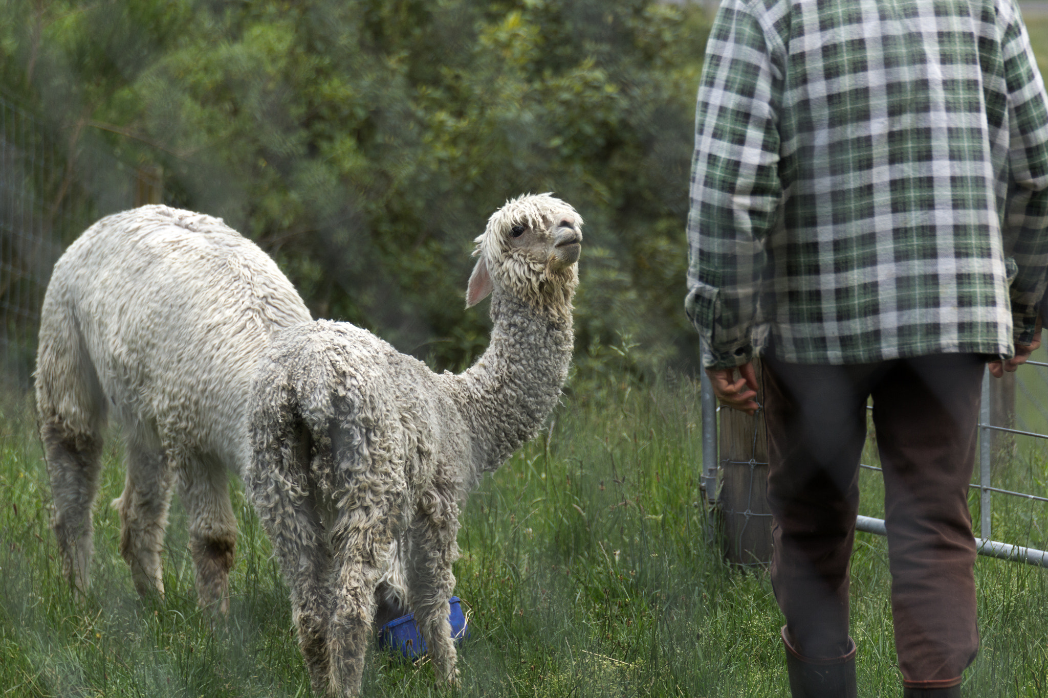 Canon EOS 60D sample photo. Young alpaca affection photography