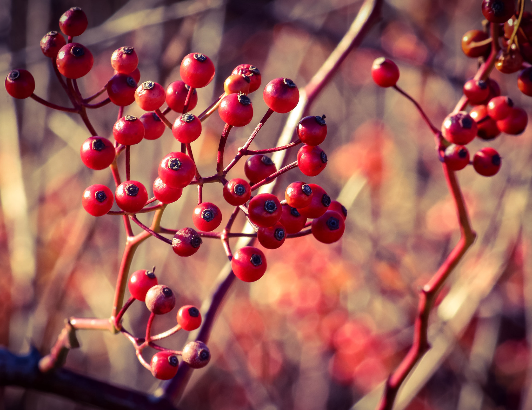 Canon EF-S 55-250mm F4-5.6 IS II sample photo. Winter berries photography