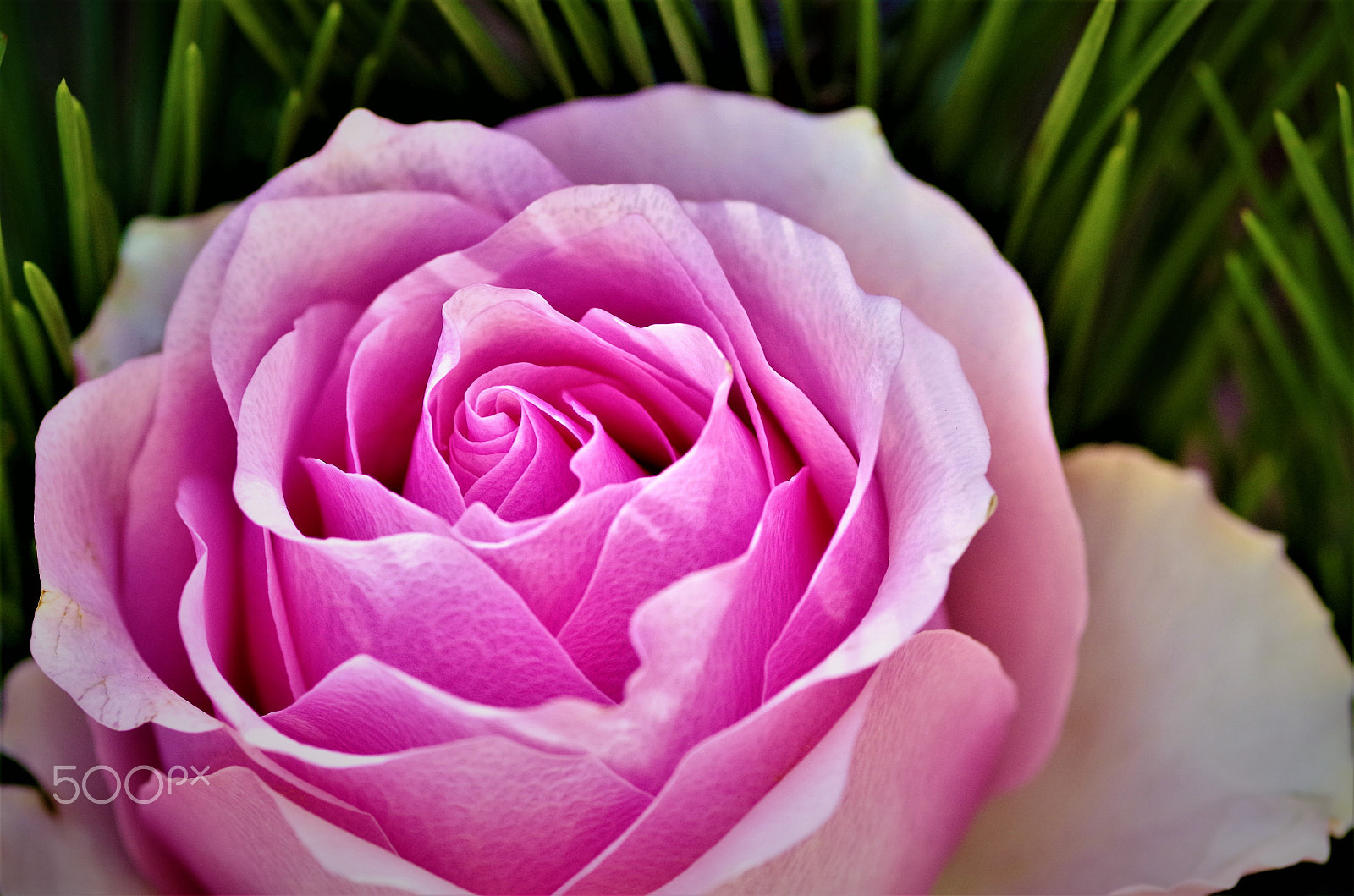 Pentax K-50 sample photo. Beautiful rose photography