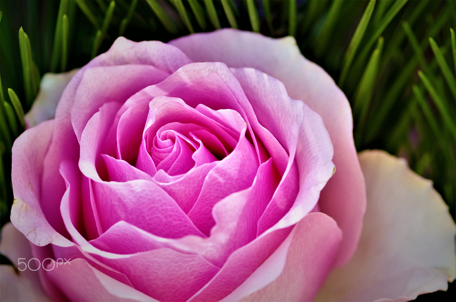 Pentax smc D-FA 100mm F2.8 Macro WR sample photo. Beautiful rose photography