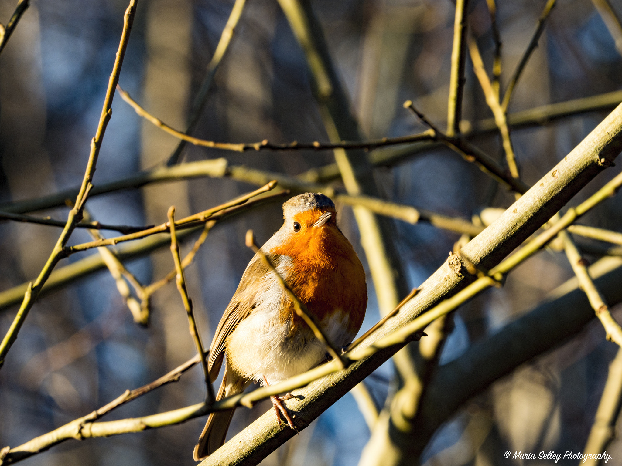 Olympus OM-D E-M1 Mark II + LEICA DG 100-400/F4.0-6.3 sample photo. Little robin photography