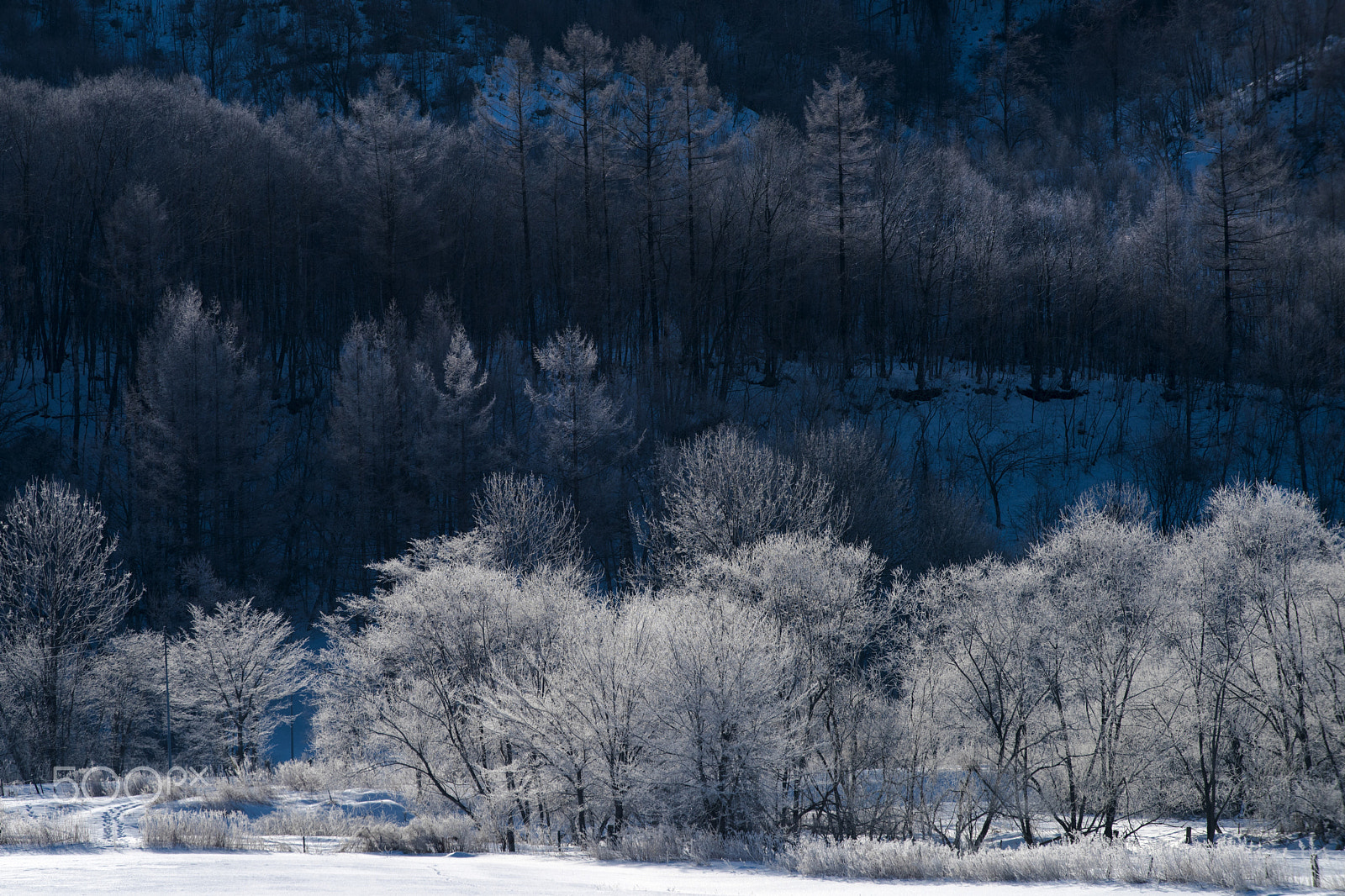 AF-S Zoom-Nikkor 80-200mm f/2.8D IF-ED sample photo. Impression of blue photography