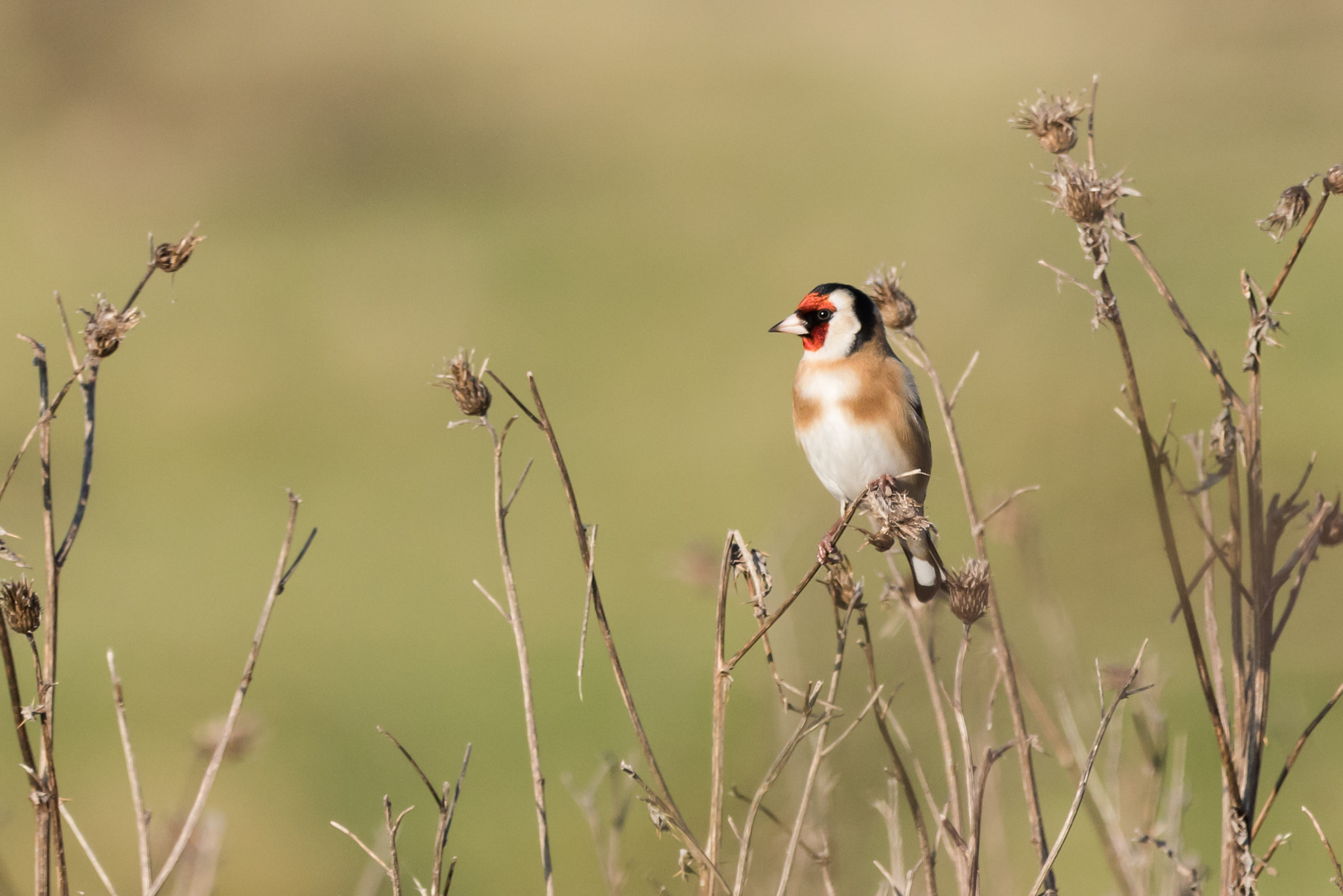 Sigma 150-600mm F5-6.3 DG OS HSM | C sample photo. Goldfinch photography