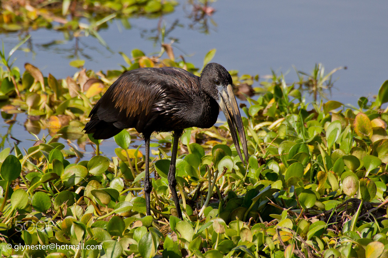 Canon EOS 60D sample photo. Hungry stork photography