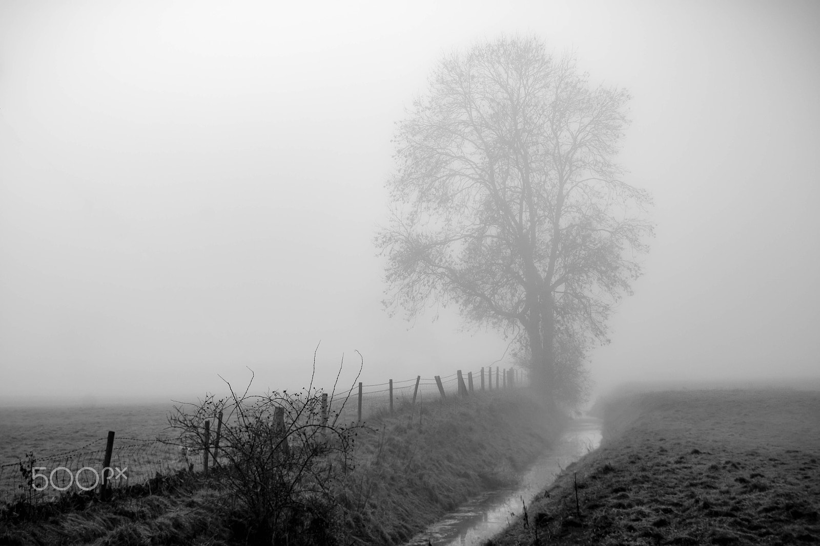 Sigma 18-50mm f/2.8 Macro sample photo. Ghost tree photography