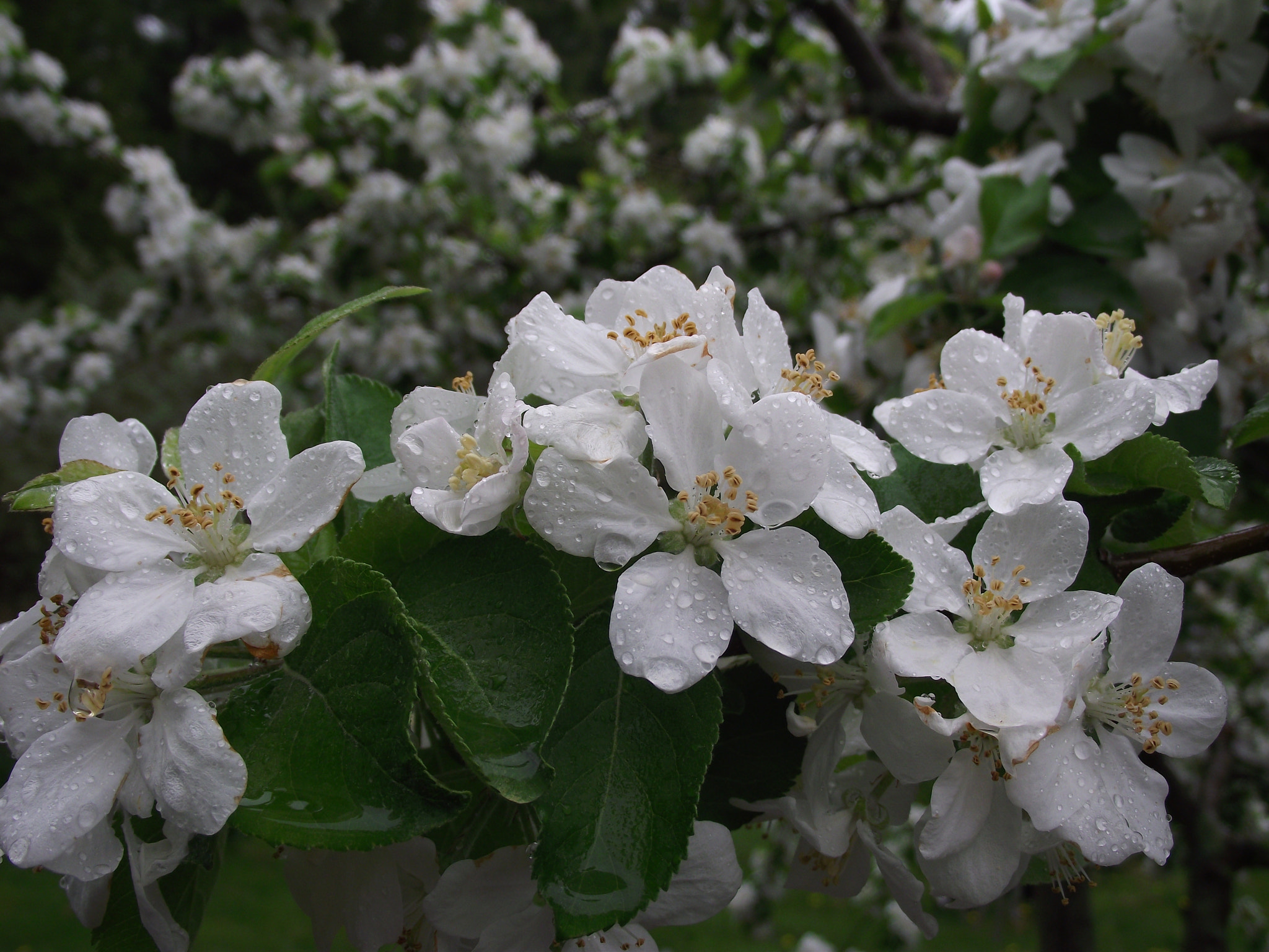 FujiFilm FinePix S1800 (FinePix S1880) sample photo. Apple tree in spring photography