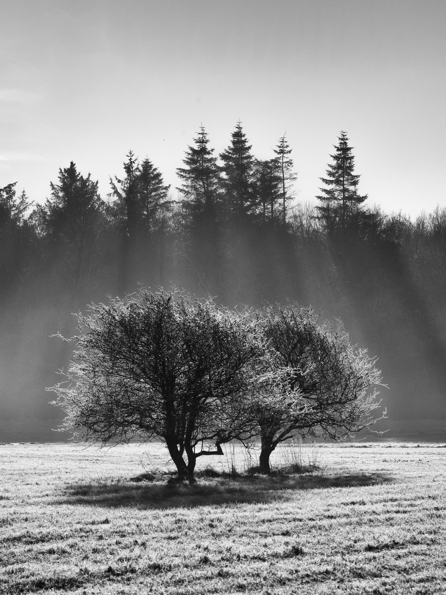 LUMIX G VARIO 45-150/F4.0-5.6 sample photo. Morning trees photography