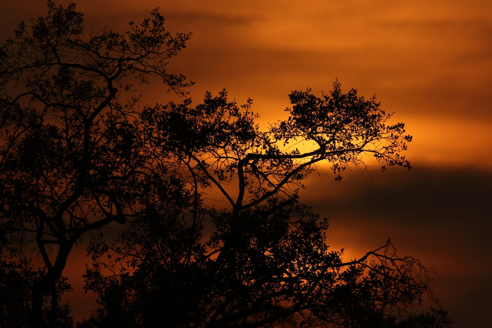 Canon EF 600mm f/4L IS sample photo. Sunset photography