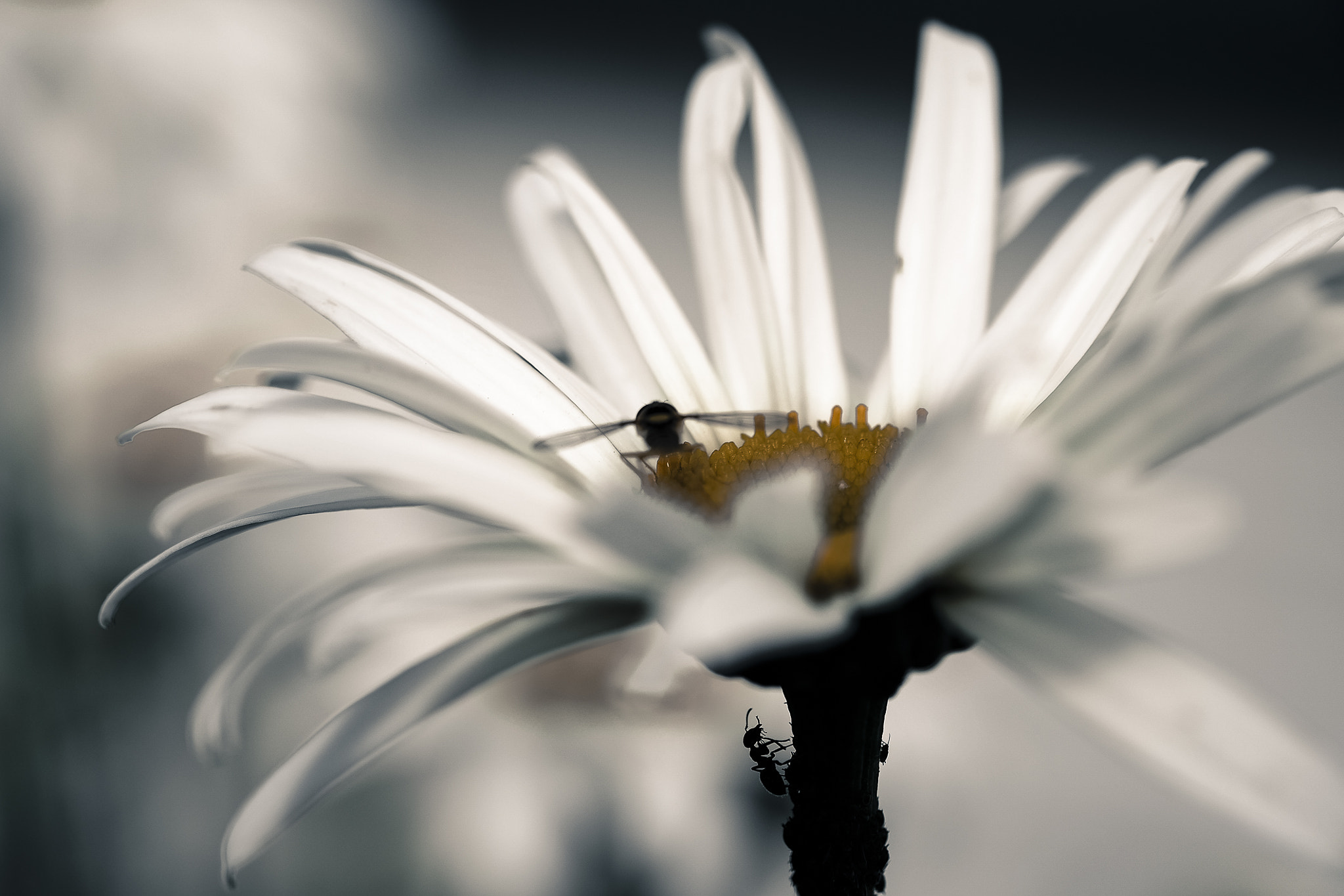 Fujifilm X-T1 + Fujifilm XF 60mm F2.4 R Macro sample photo. Marguerite... photography