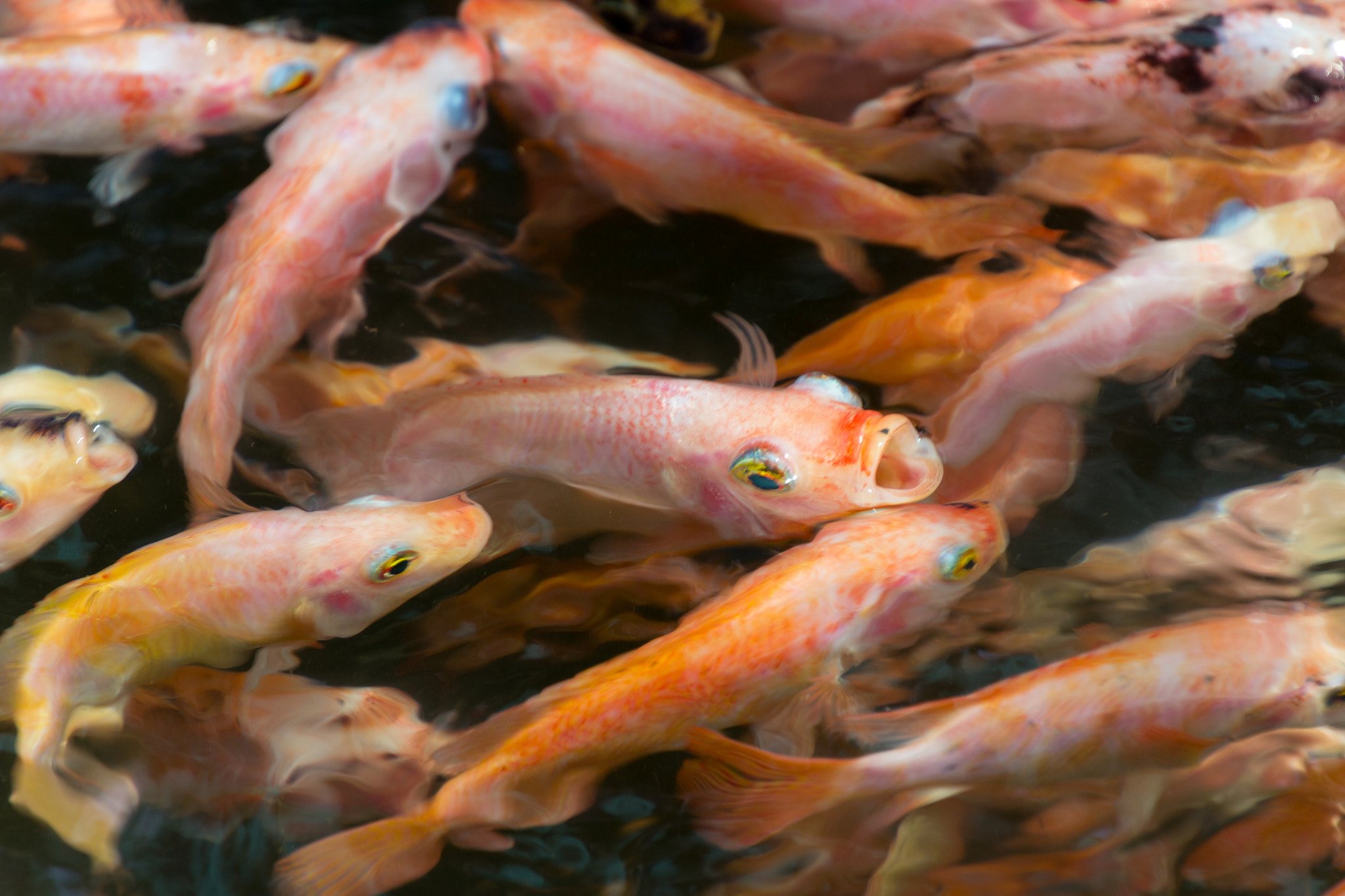 Canon EOS 600D (Rebel EOS T3i / EOS Kiss X5) sample photo. Fish out of the water photography
