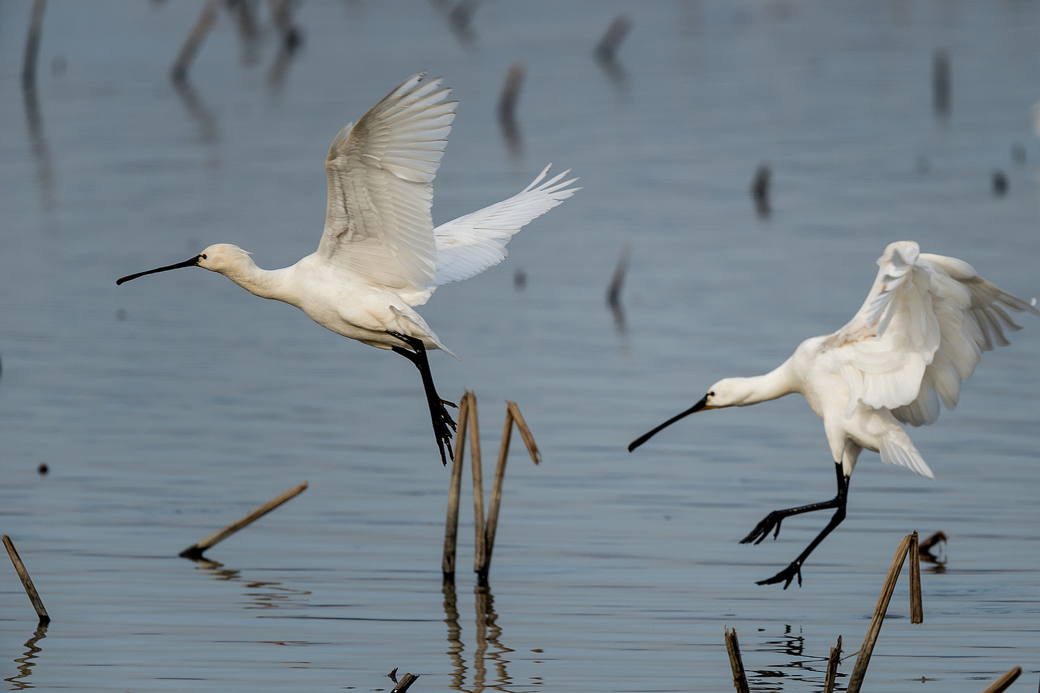 Nikon D4S + Nikon AF-S Nikkor 600mm F4E FL ED VR sample photo. A couple photography