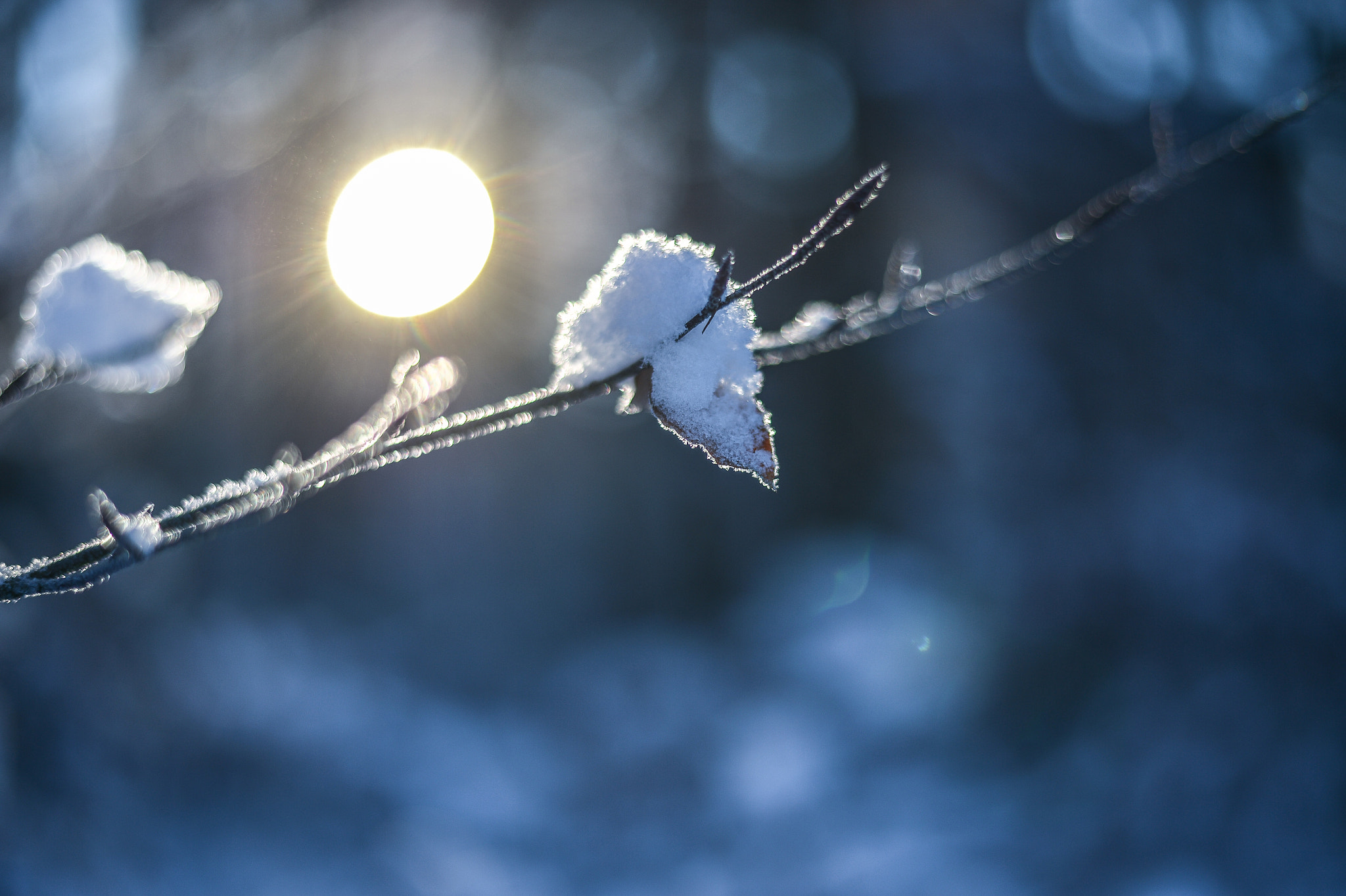 Nikon D4 + Nikon AF-S Nikkor 50mm F1.8G sample photo. Winter sun photography