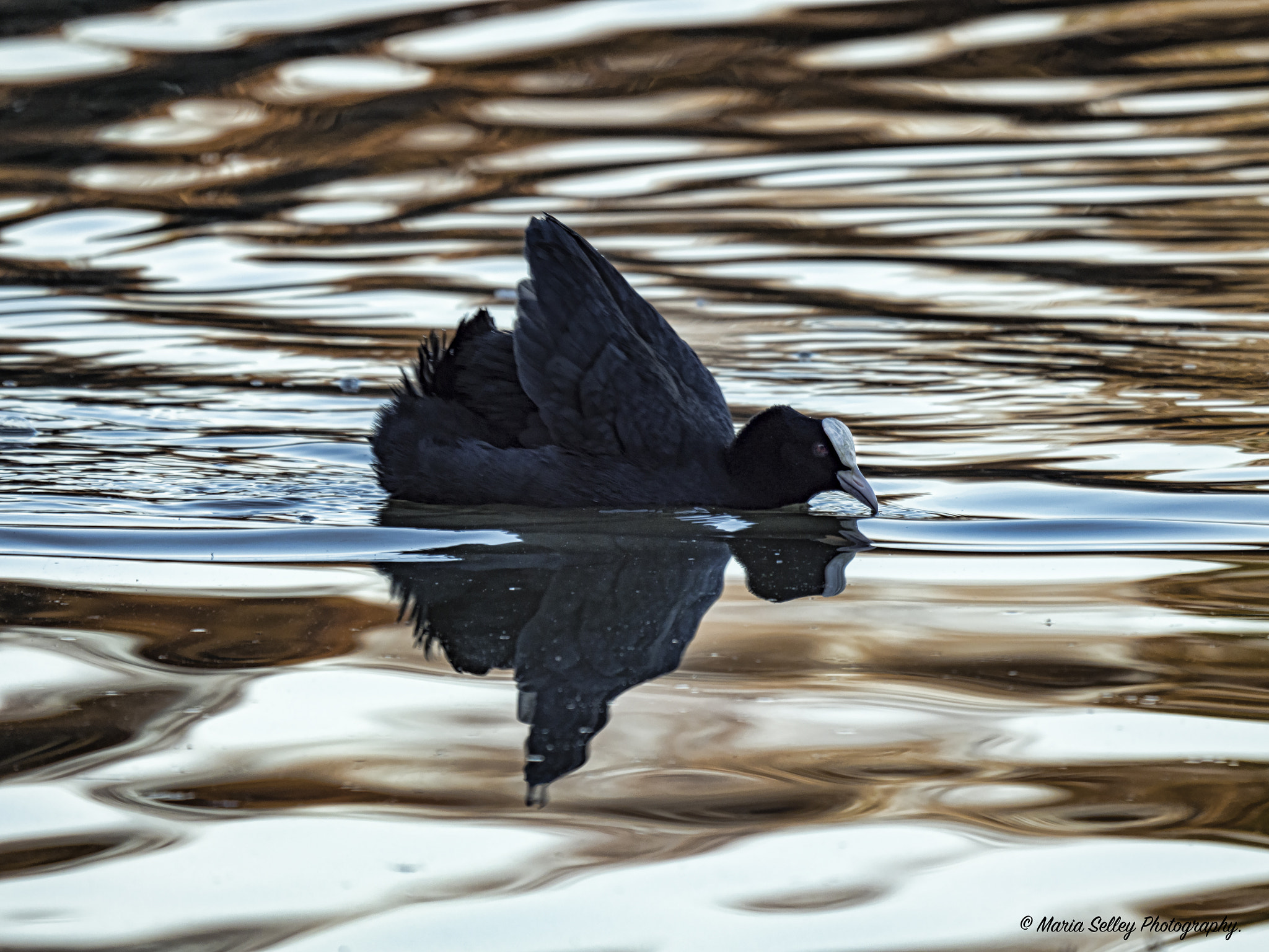 Olympus OM-D E-M1 Mark II + LEICA DG 100-400/F4.0-6.3 sample photo. Reflection of the coot photography