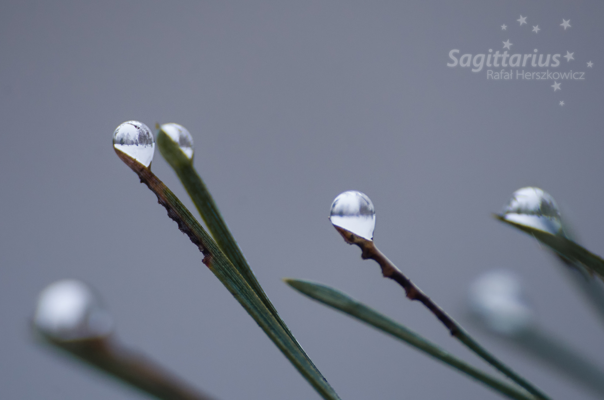 Pentax K-30 + Sigma sample photo. Water drops and the world closed inside. (21/365) photography