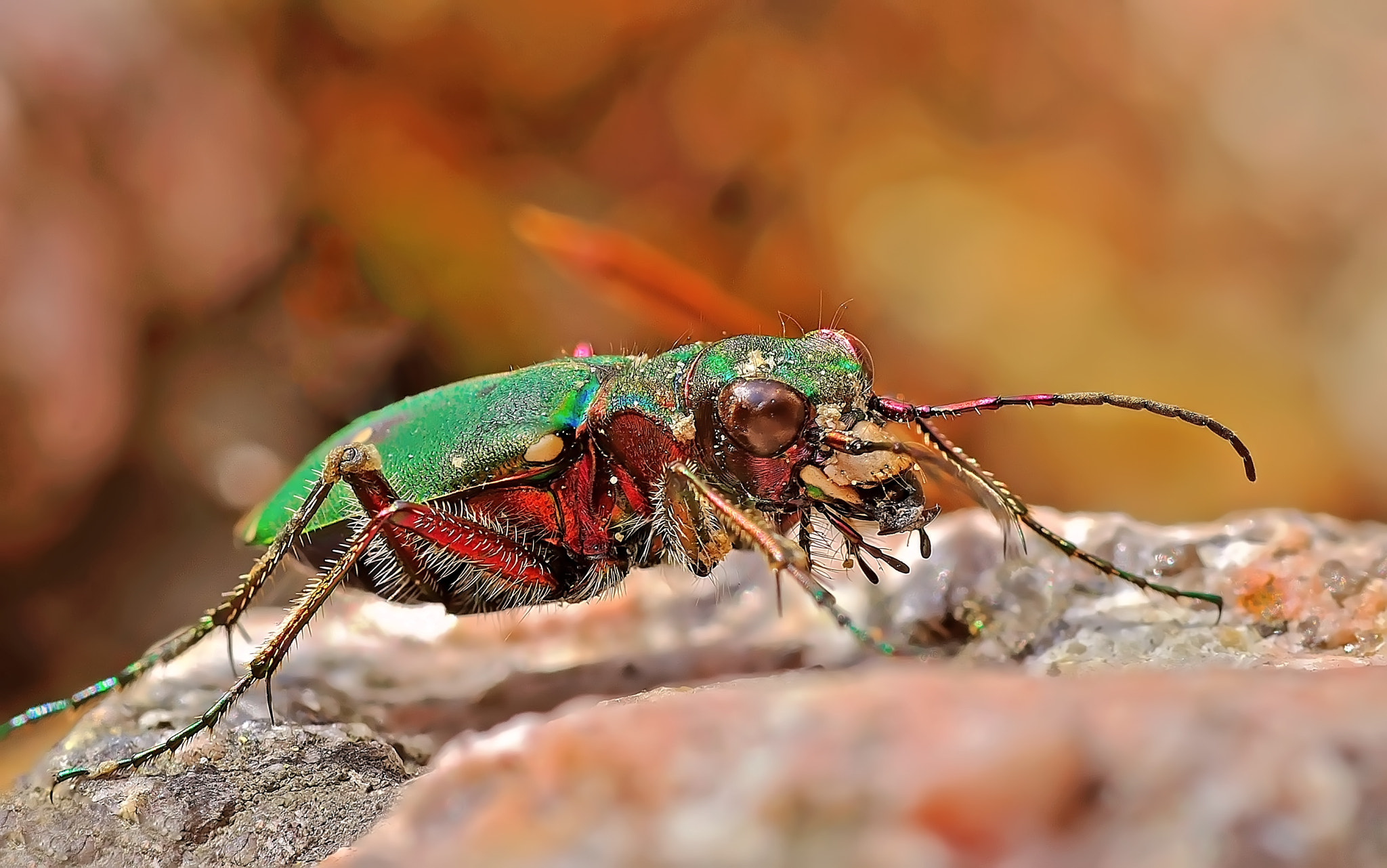 Nikon AF-S Micro-Nikkor 105mm F2.8G IF-ED VR sample photo. Кусачка :) photography