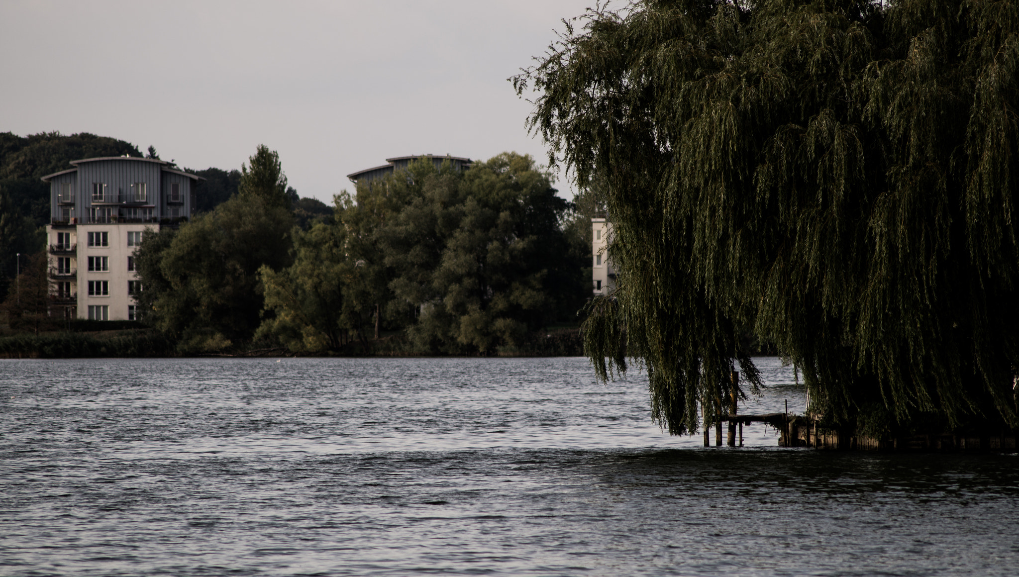 Sony 75-300mm F4.5-5.6 sample photo. Willow. photography