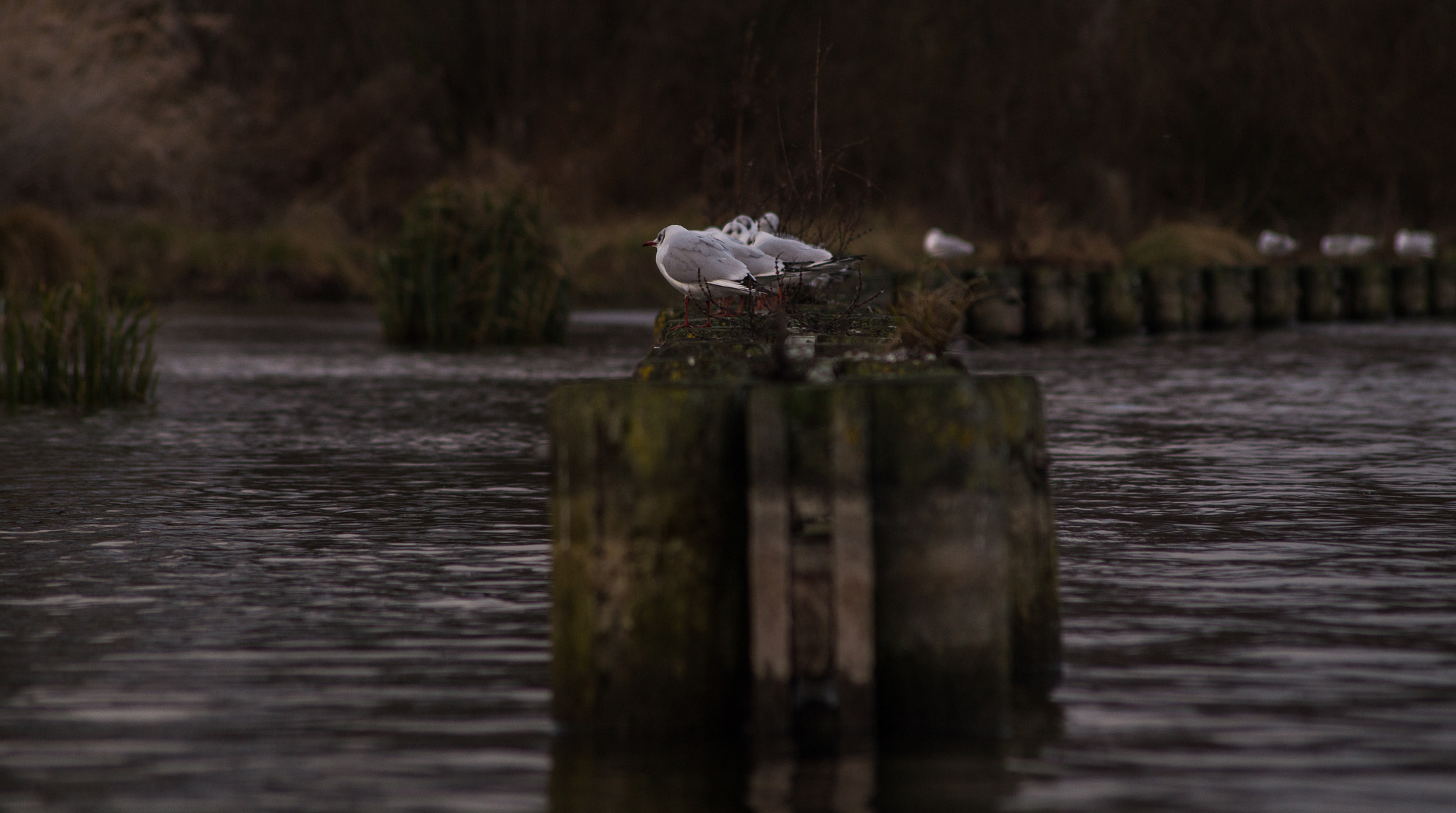 Sony SLT-A58 + Sigma 70-300mm F4-5.6 DL Macro sample photo. Seagulls. photography