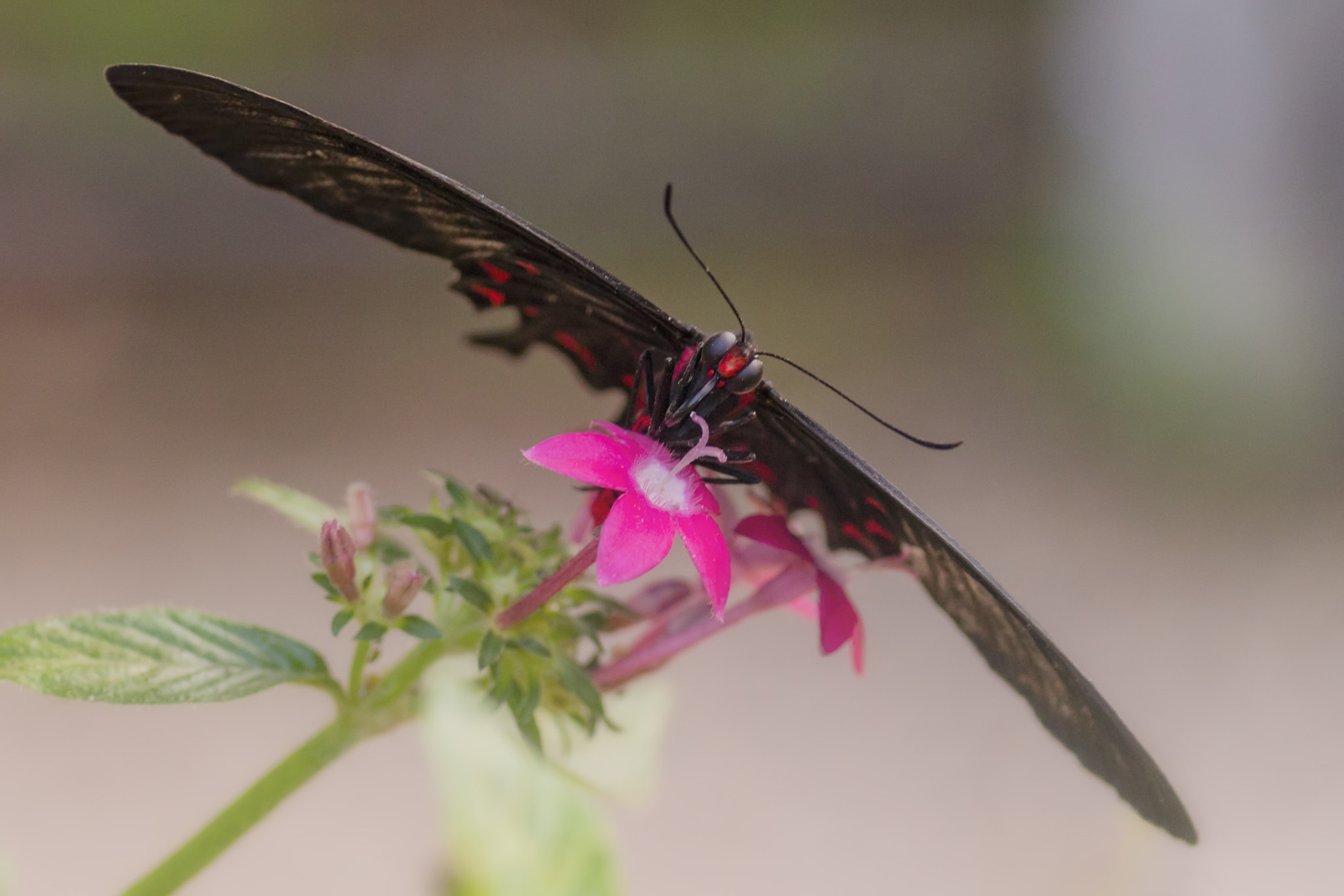 Canon EOS 700D (EOS Rebel T5i / EOS Kiss X7i) sample photo. Tropical colors photography