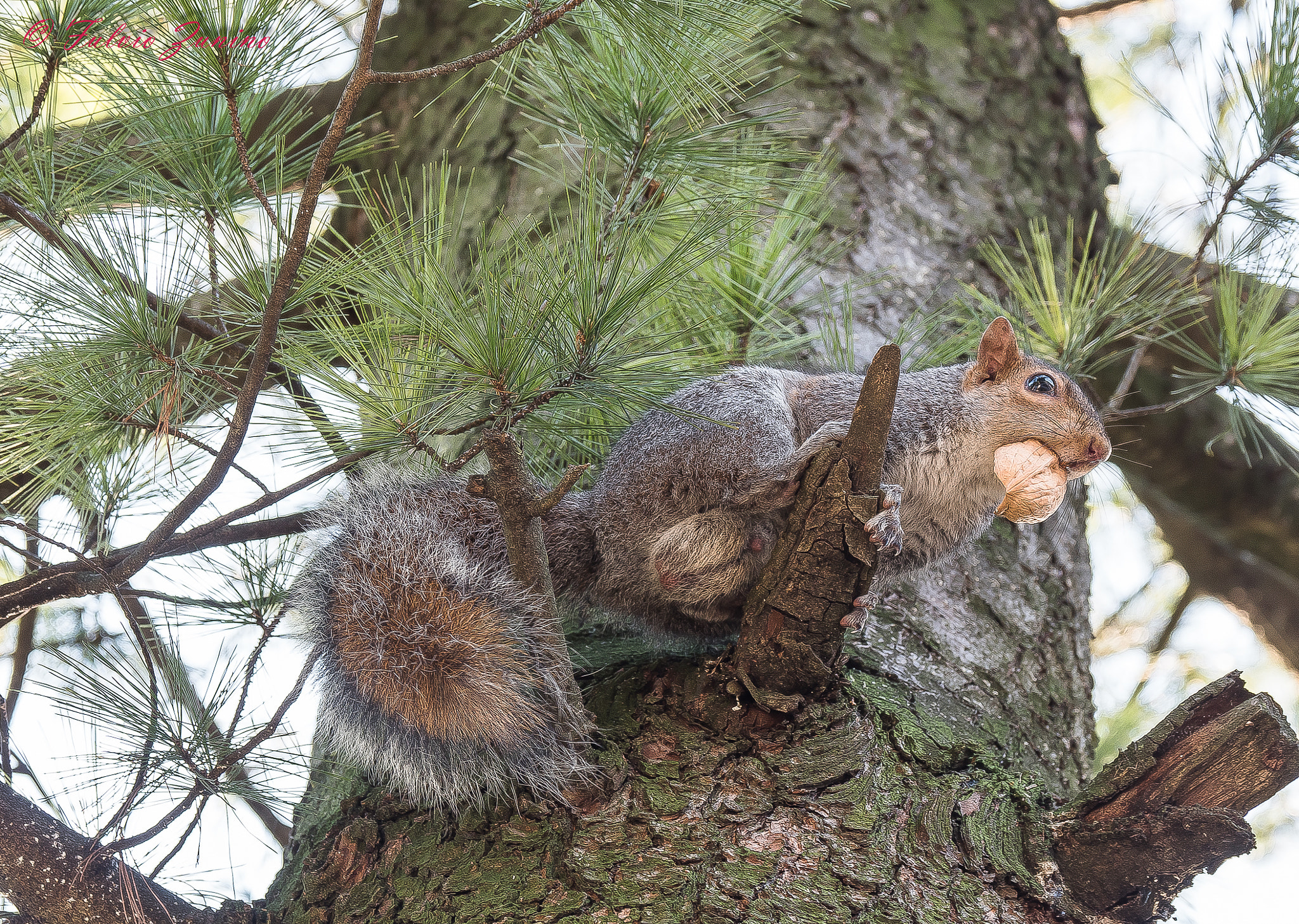 Olympus PEN-F + Olympus M.Zuiko Digital ED 12-100mm F4.0 IS Pro sample photo. Little friends around us photography