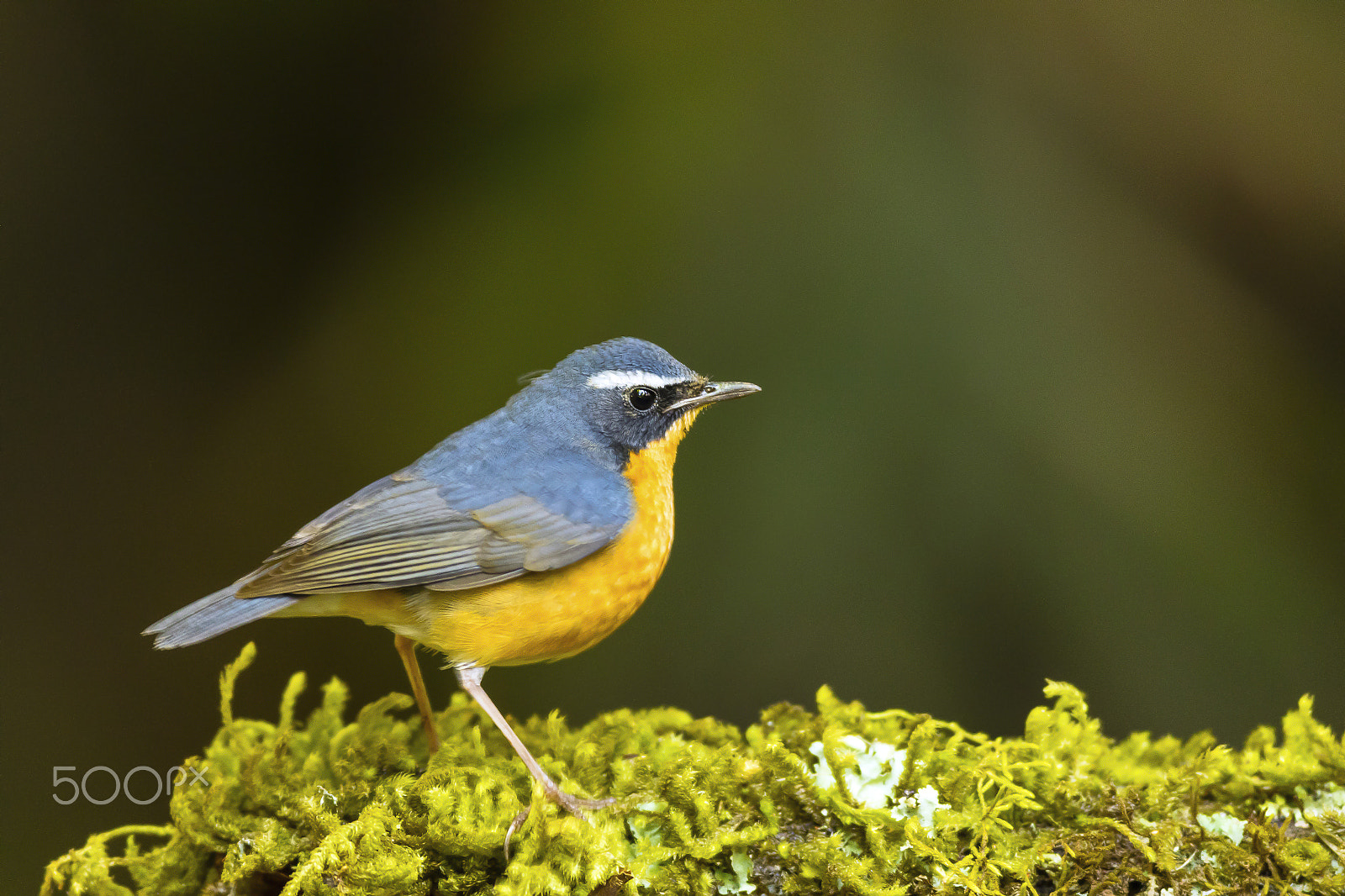 Canon EOS 7D Mark II + Canon EF 600mm f/4L IS sample photo. Indian blue robin - male photography