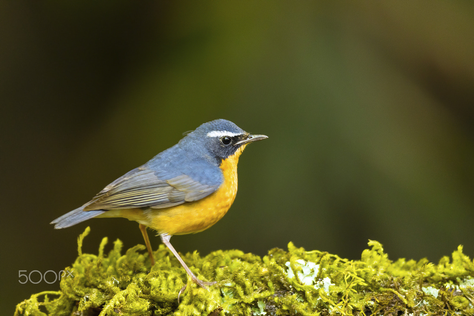 Canon EOS 7D Mark II sample photo. Indian blue robin - male photography