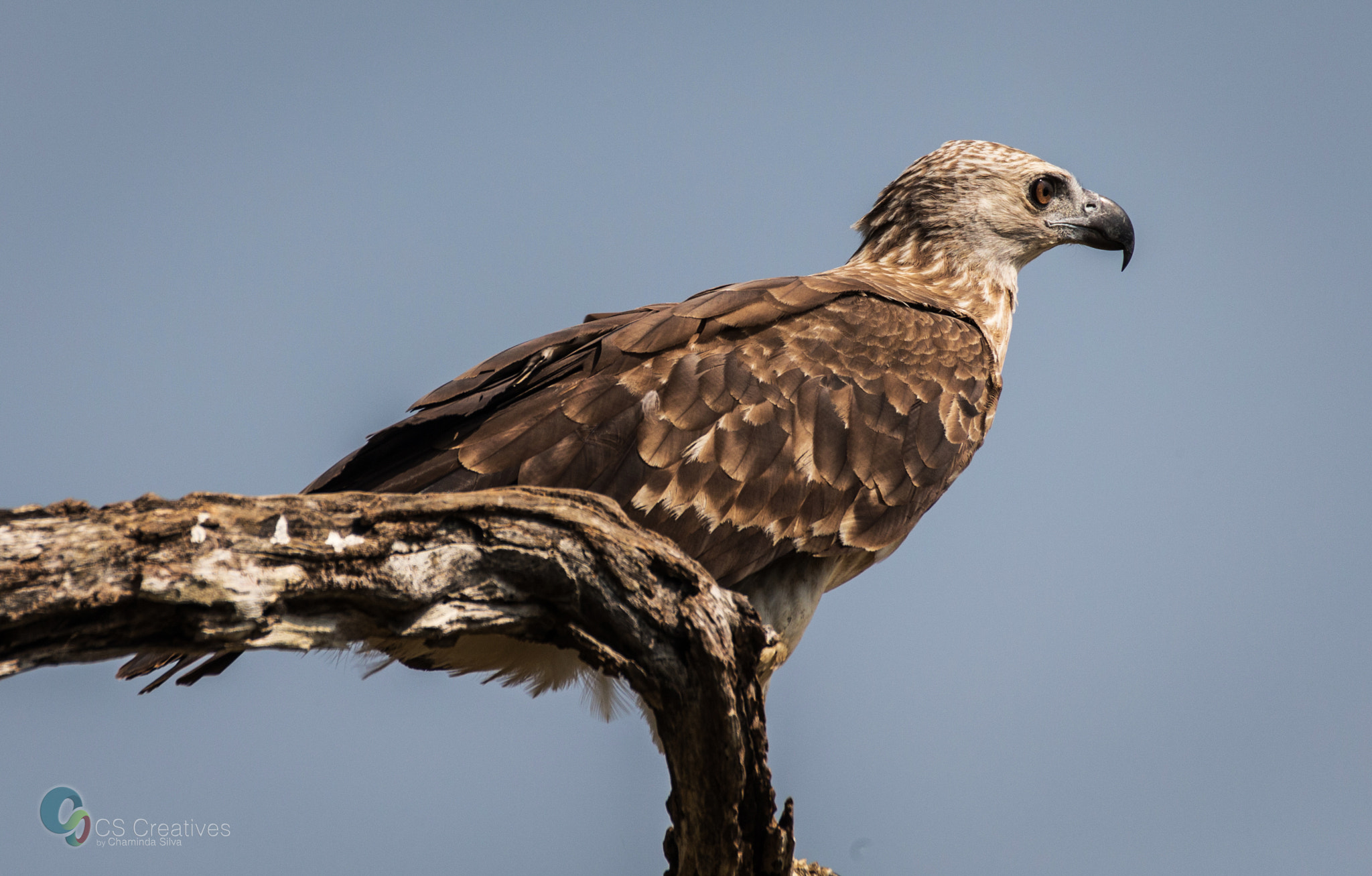 Canon EOS-1D X sample photo. Grey-headed fish eagle photography
