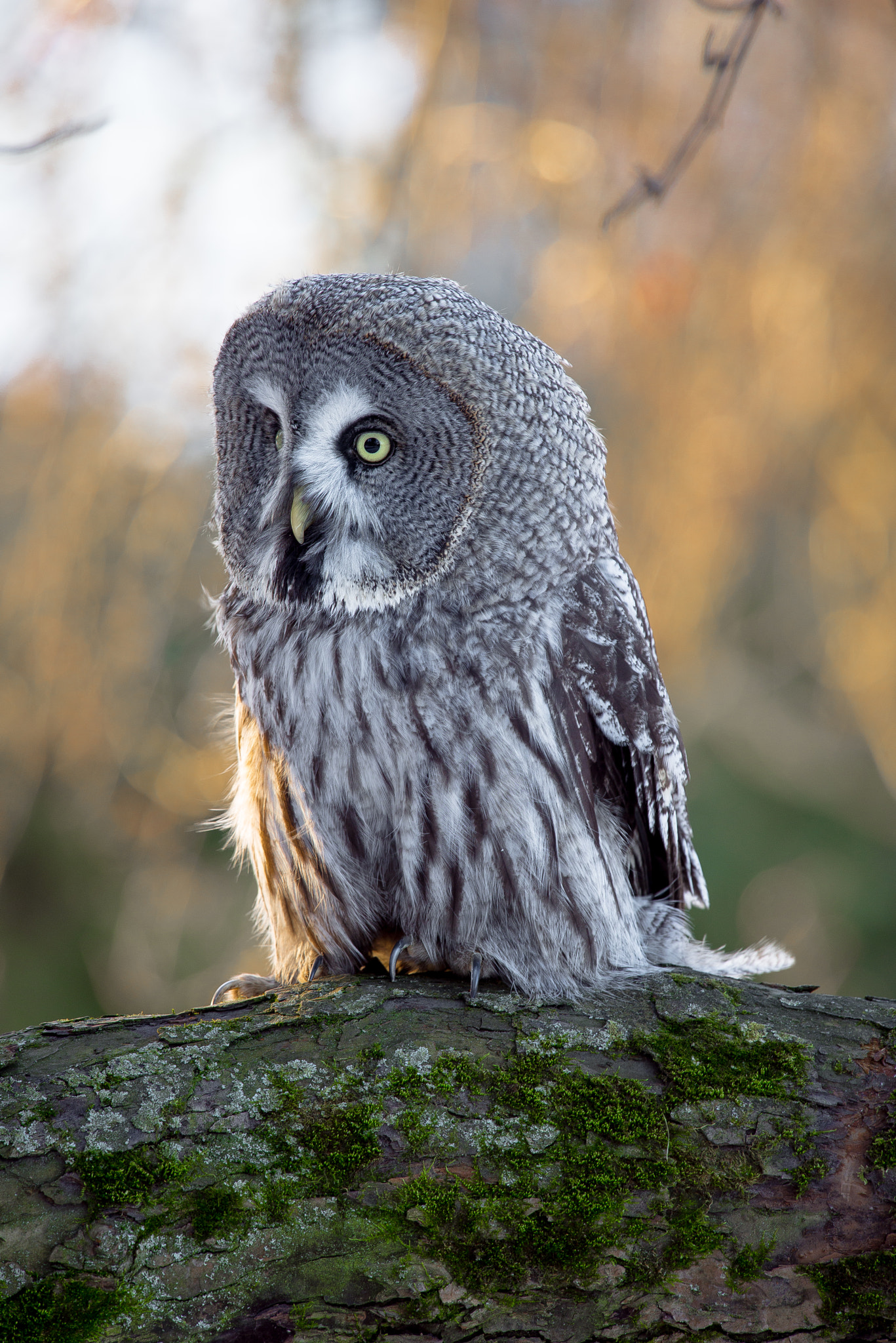 Nikon Nikkor AF-S 300mm F4E PF ED VR sample photo. Great grey owl photography