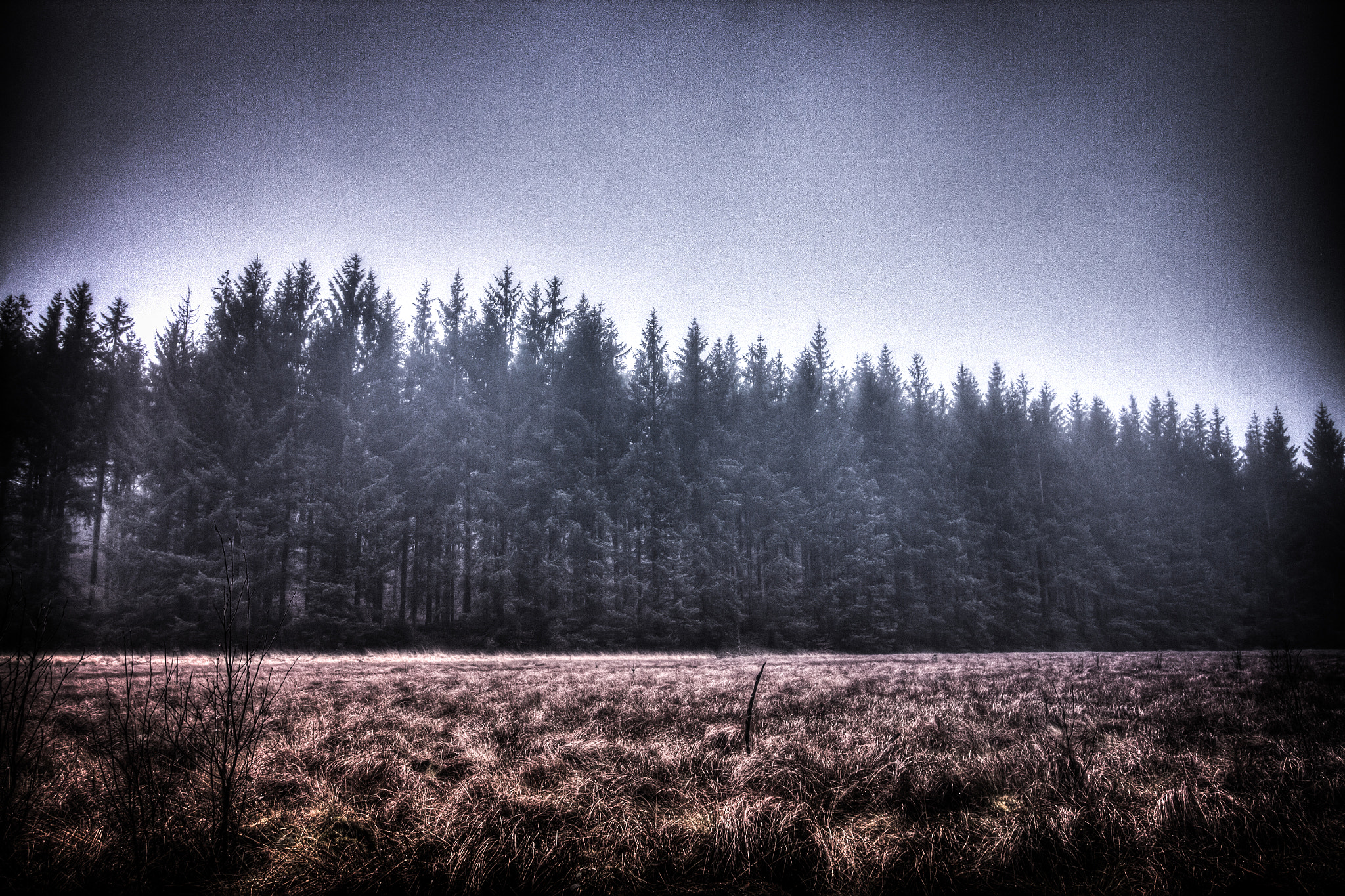 Canon EOS 500D (EOS Rebel T1i / EOS Kiss X3) sample photo. Misty forest photography