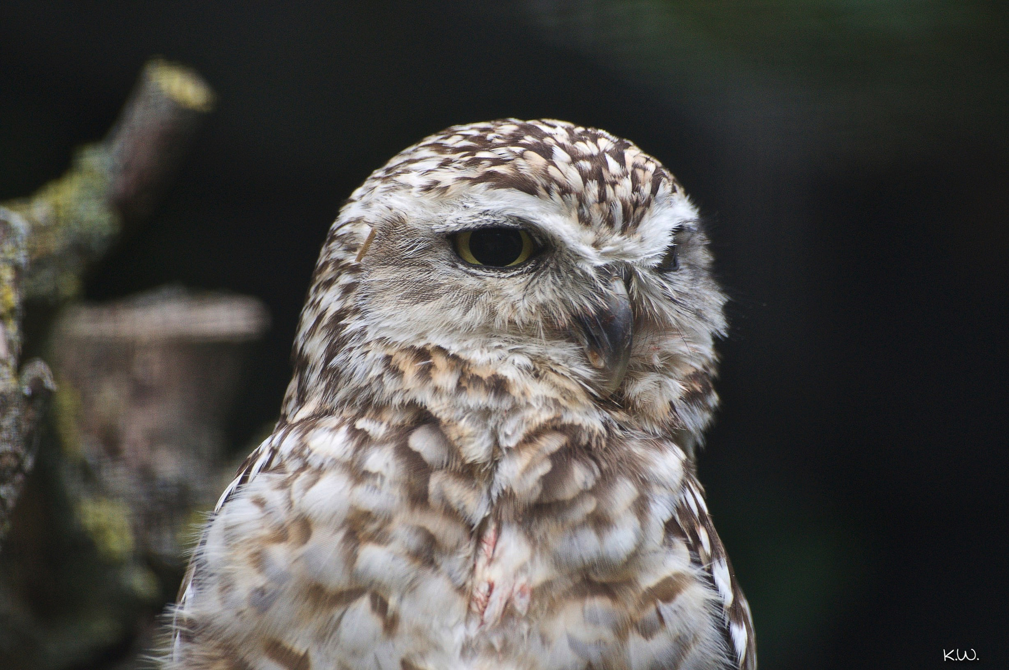 Sony 75-300mm F4.5-5.6 sample photo. Owl photography