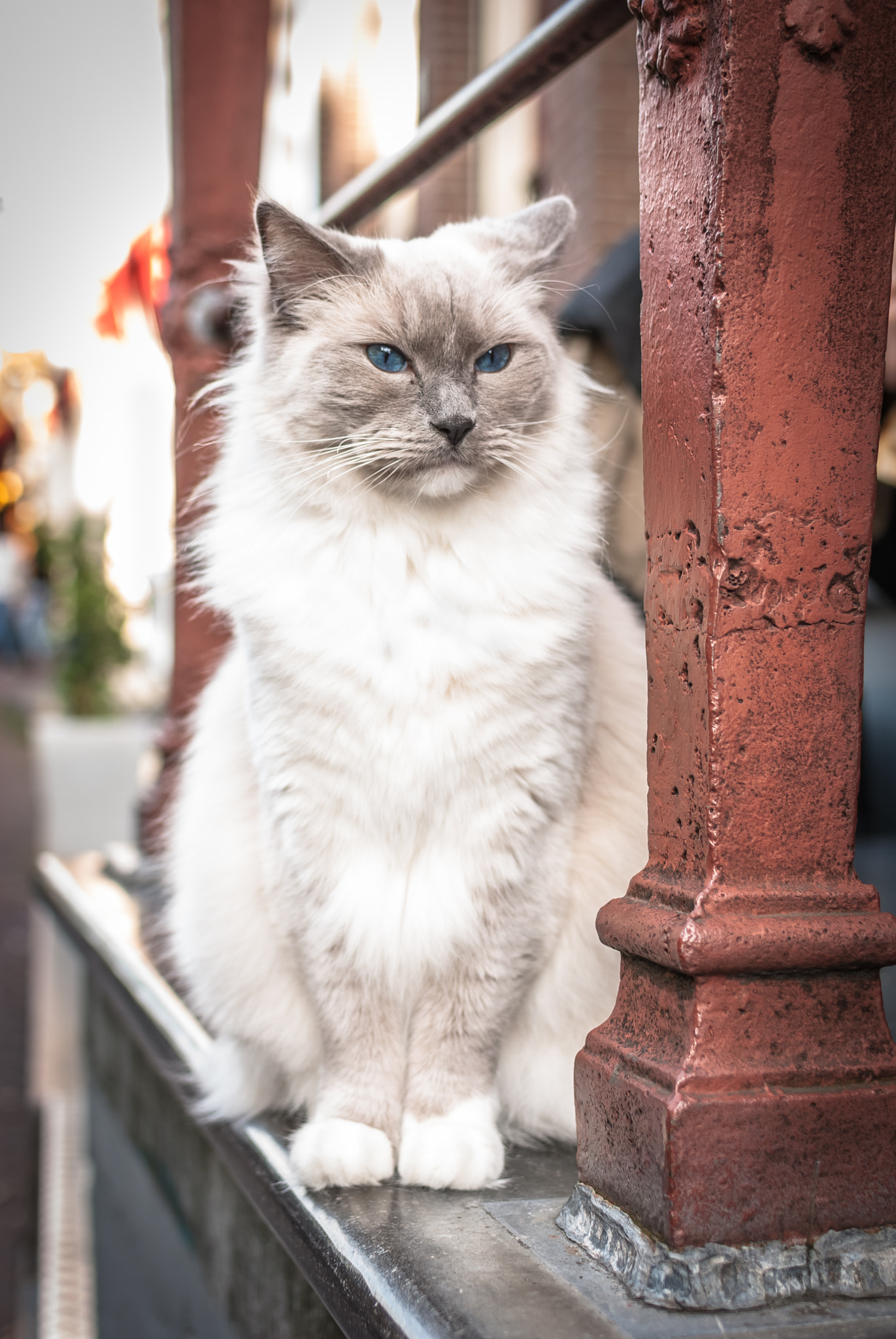 Nikon D60 + Nikon AF-S DX Nikkor 35mm F1.8G sample photo. Cat in am photography