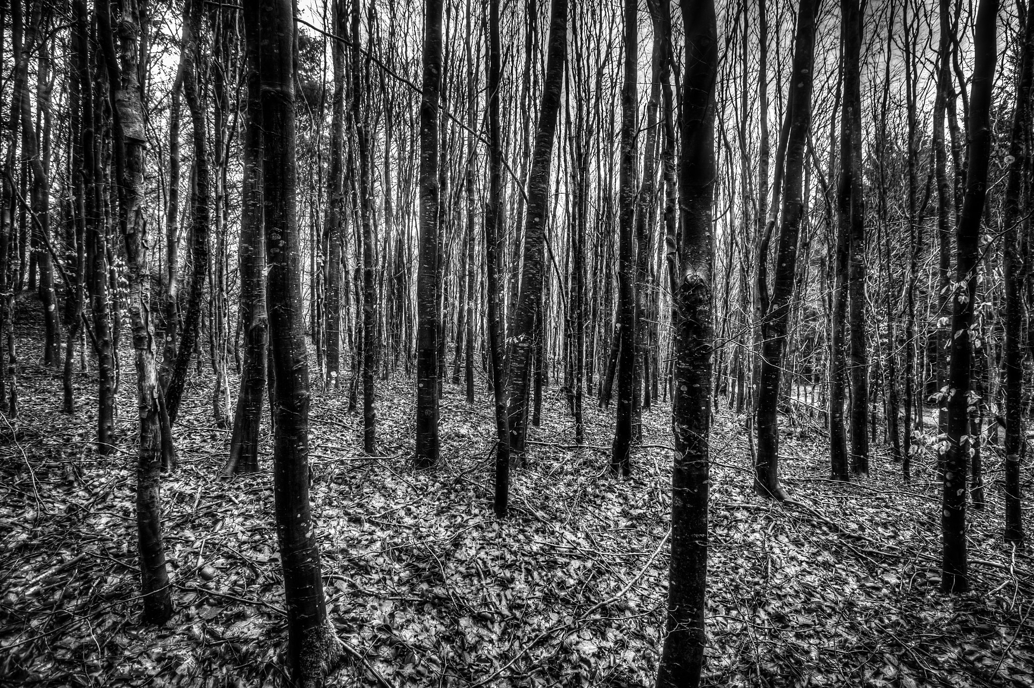Canon EOS 500D (EOS Rebel T1i / EOS Kiss X3) sample photo. Trees without colors photography