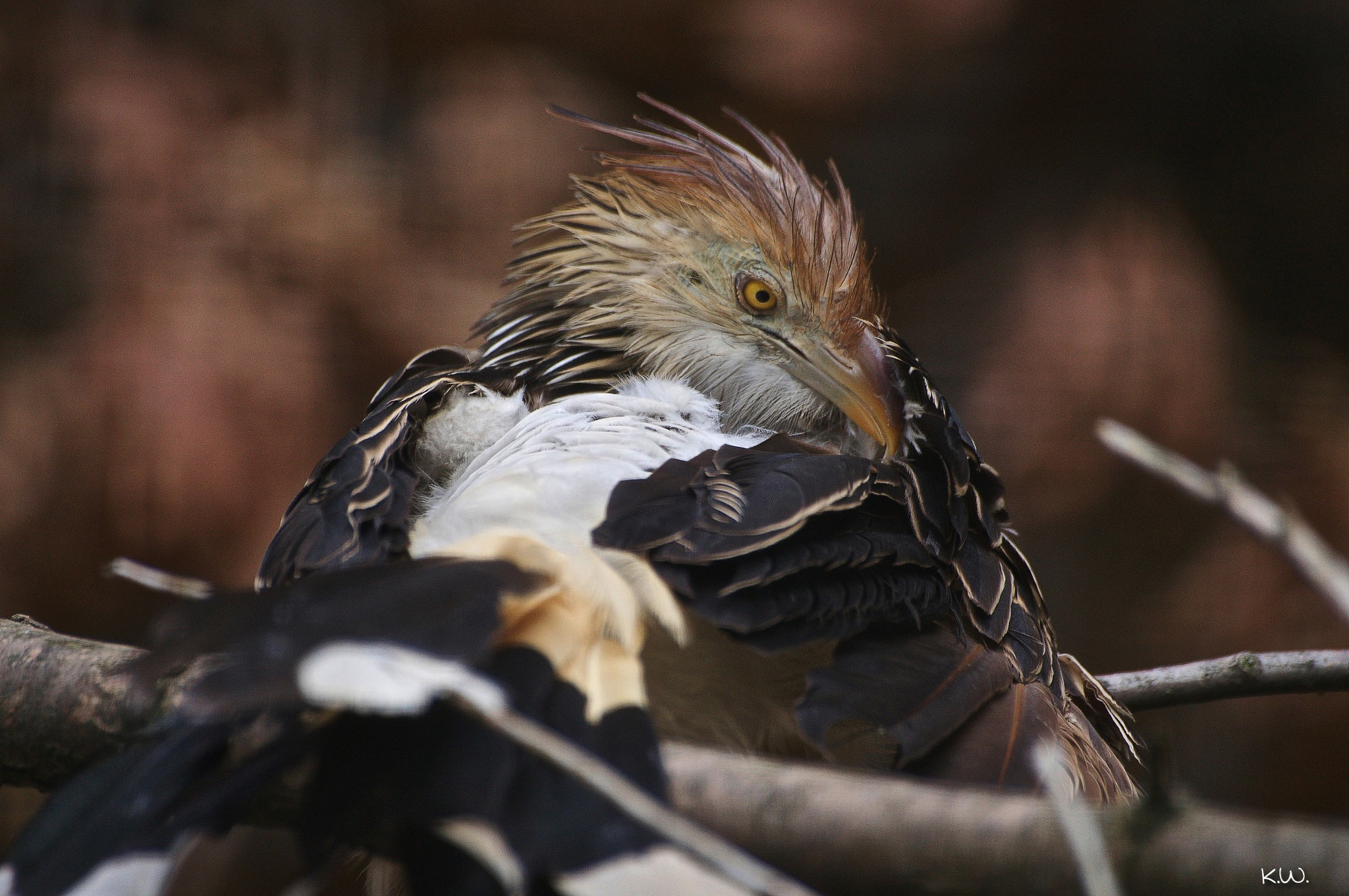 Sony 75-300mm F4.5-5.6 sample photo. Cleaning time photography