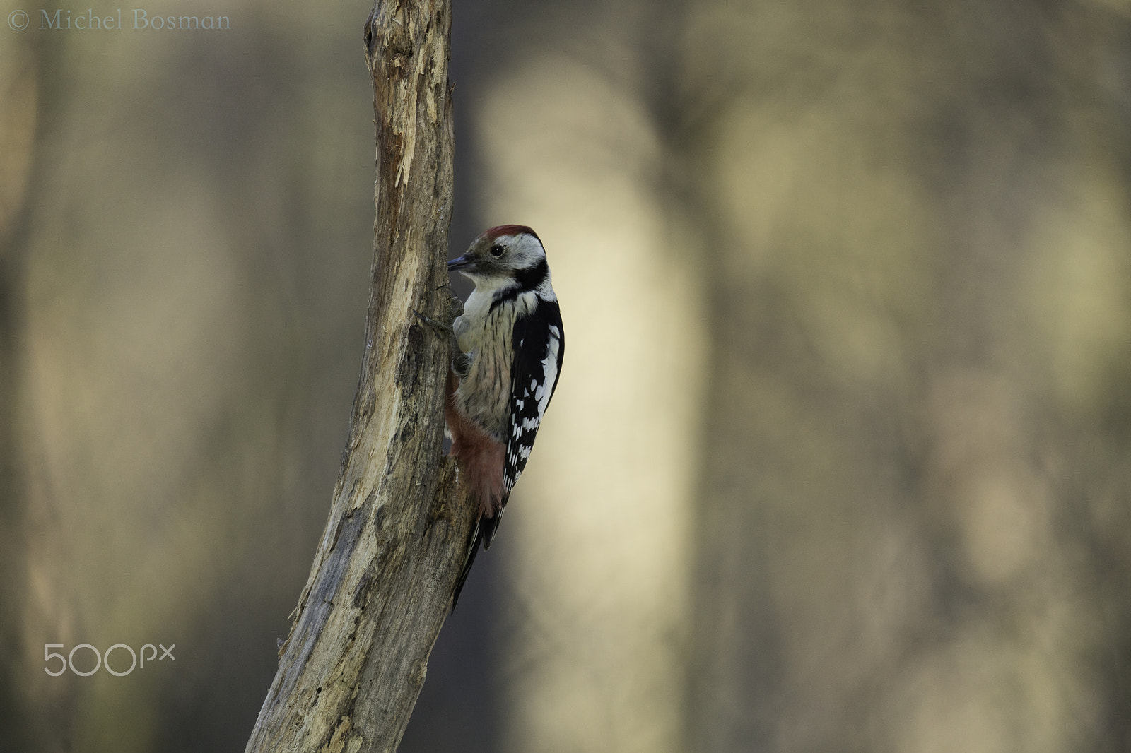 Canon EOS 5DS + Canon EF 300mm F2.8L IS II USM sample photo. Middle spotted woodpecker photography