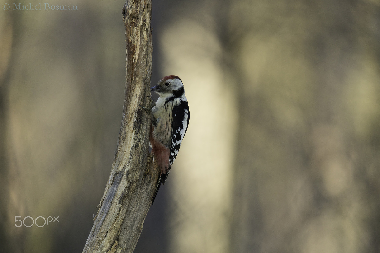 Canon EF 300mm F2.8L IS II USM sample photo. Middle spotted woodpecker photography