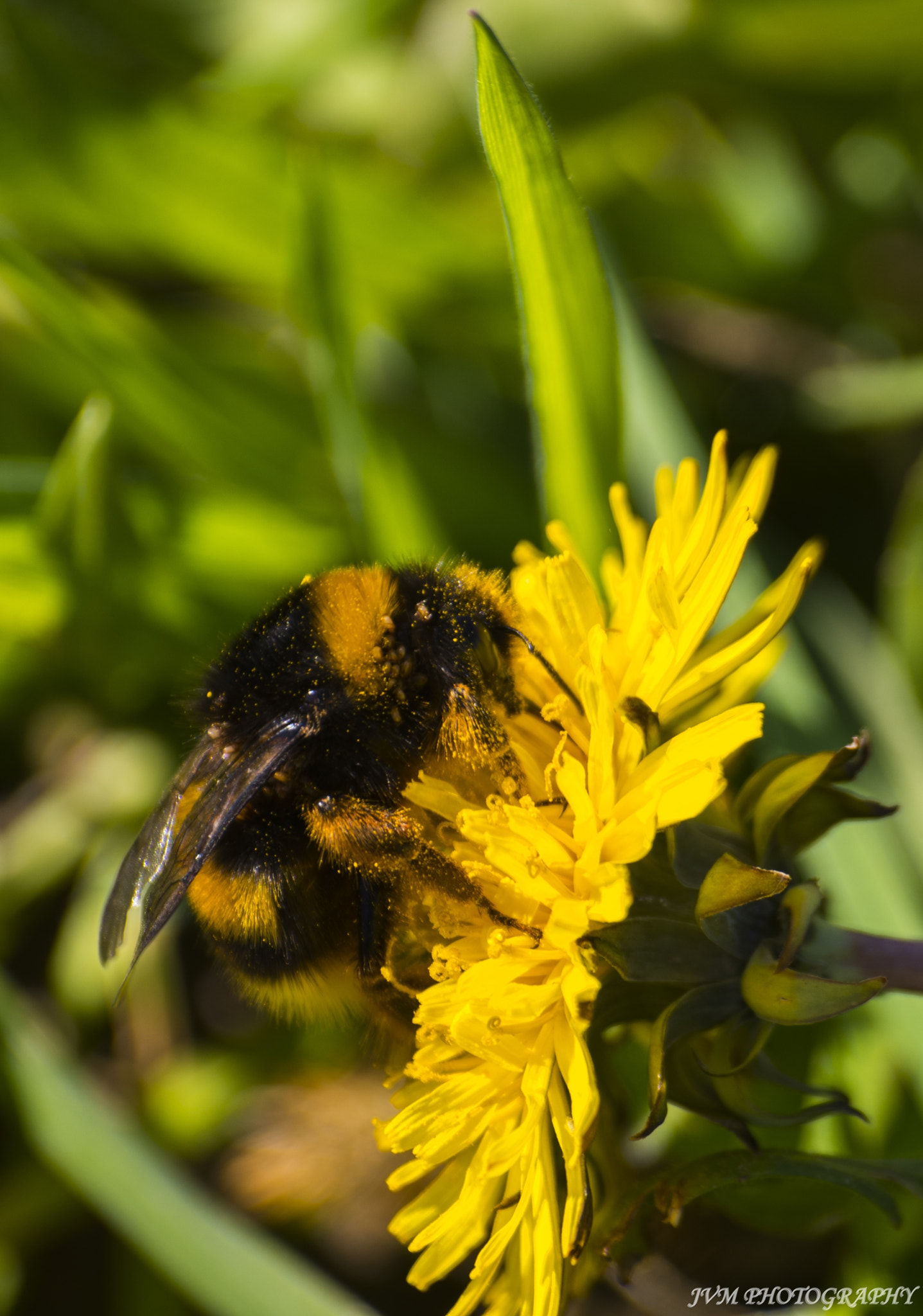 Pentax K-S2 sample photo. Insect bee macro photography