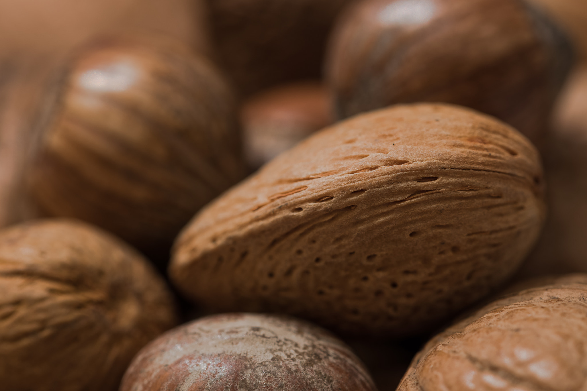 Sigma 105mm F2.8 EX DG OS HSM sample photo. Nuts macro photography