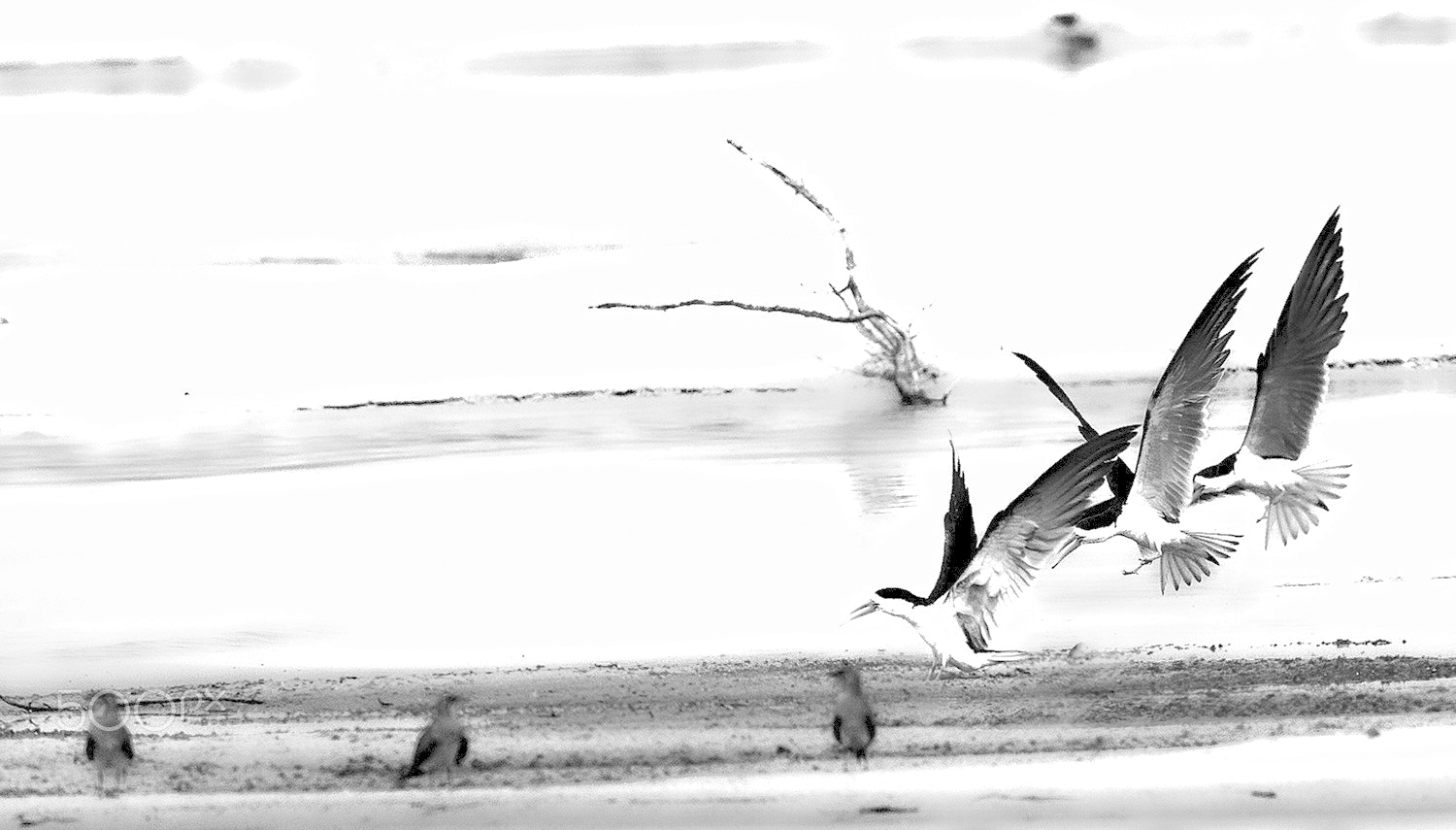 Canon EF 400mm F2.8L IS USM sample photo. Crowded landing photography