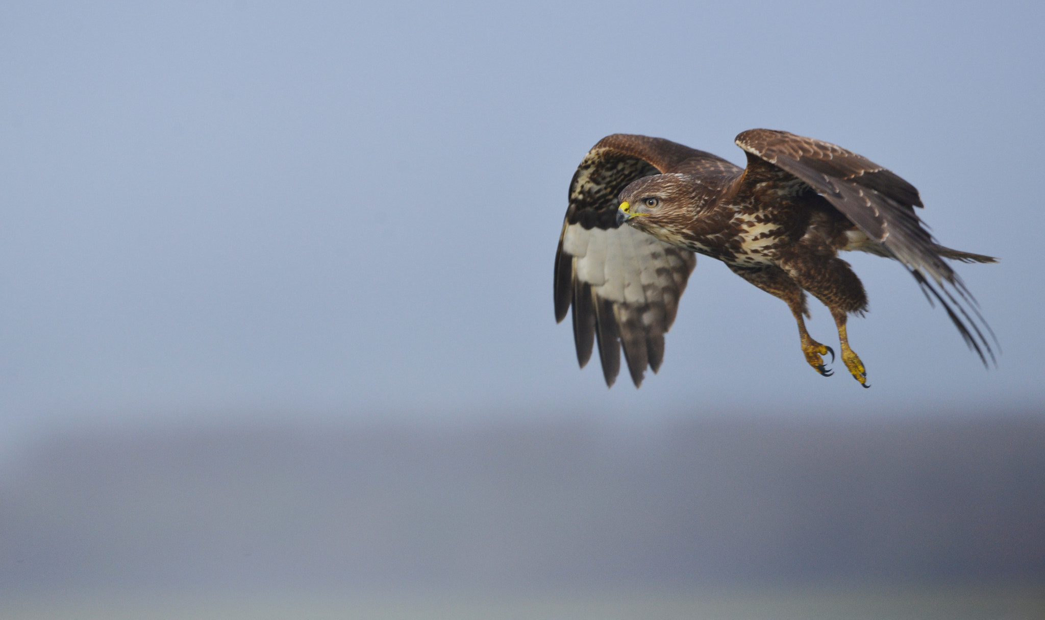 Nikon D600 + Nikon AF-S Nikkor 500mm F4G ED VR sample photo. Buizerd photography