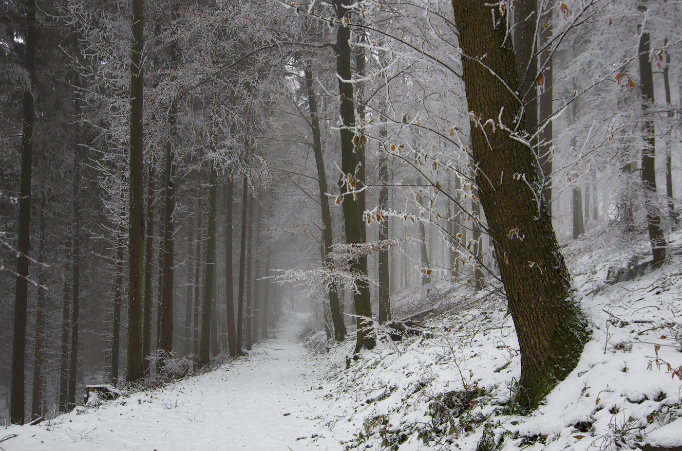 Pentax K-5 sample photo. Winter forest photography