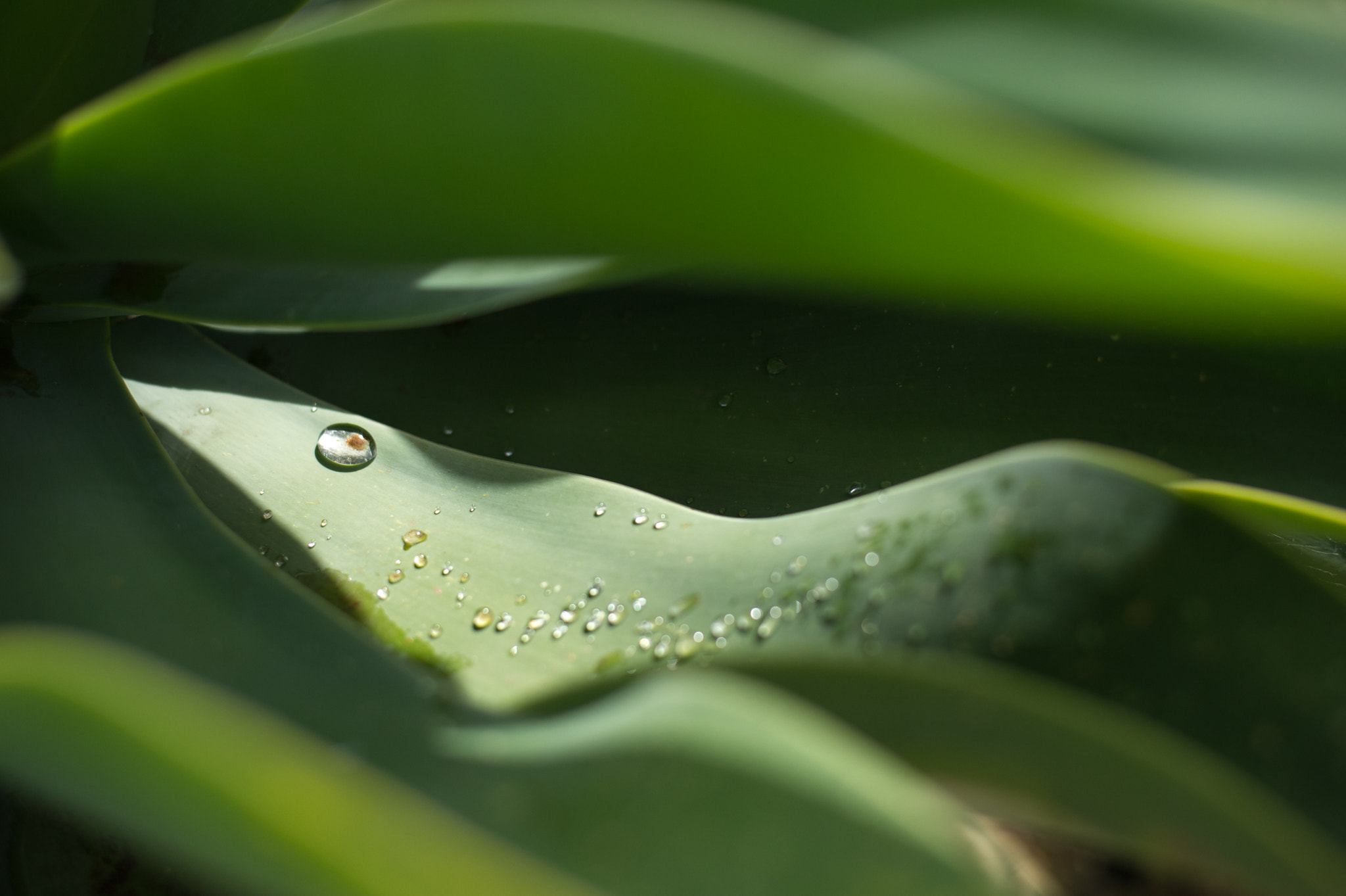 Nikon D3S + Nikon AF-S Nikkor 50mm F1.8G sample photo. Jewels from heaven photography