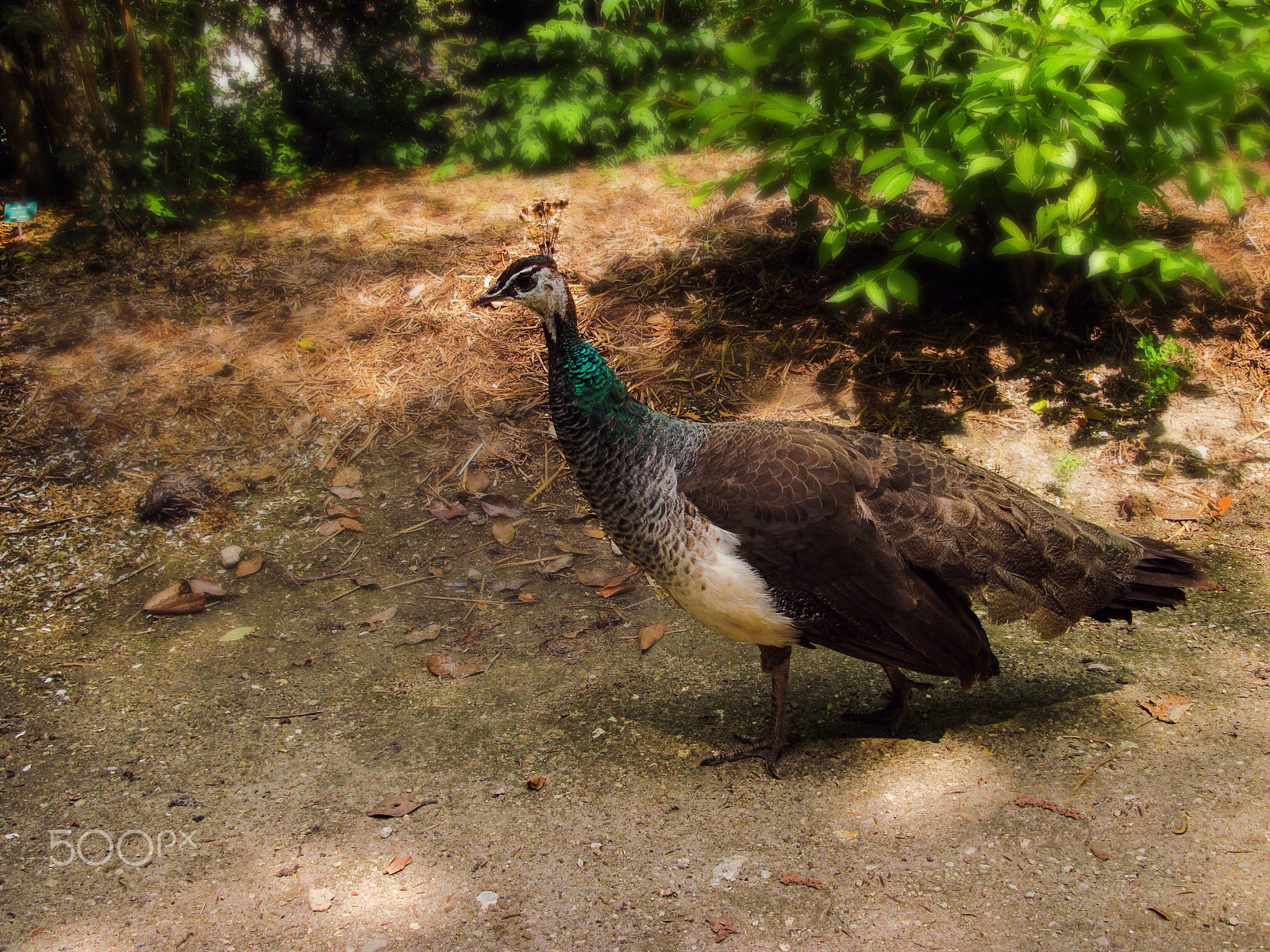 Canon PowerShot A2100 IS sample photo. Bird in park.fonteinblo.paris photography