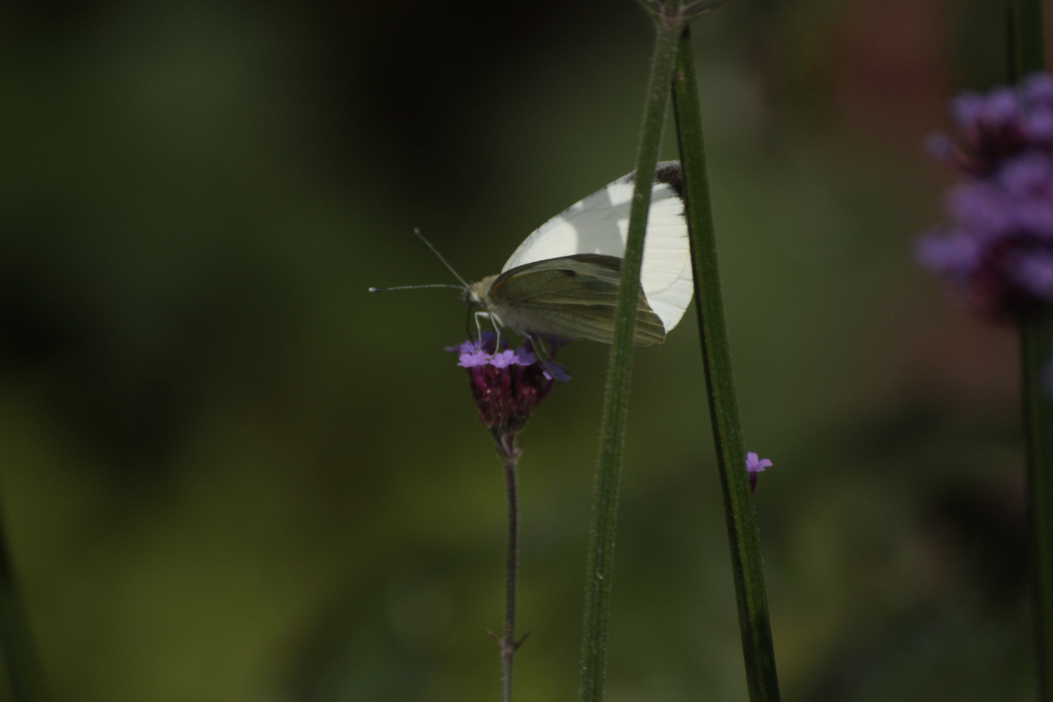 Canon EOS 40D + Sigma 50-200mm F4-5.6 DC OS HSM sample photo. Butterfly photography