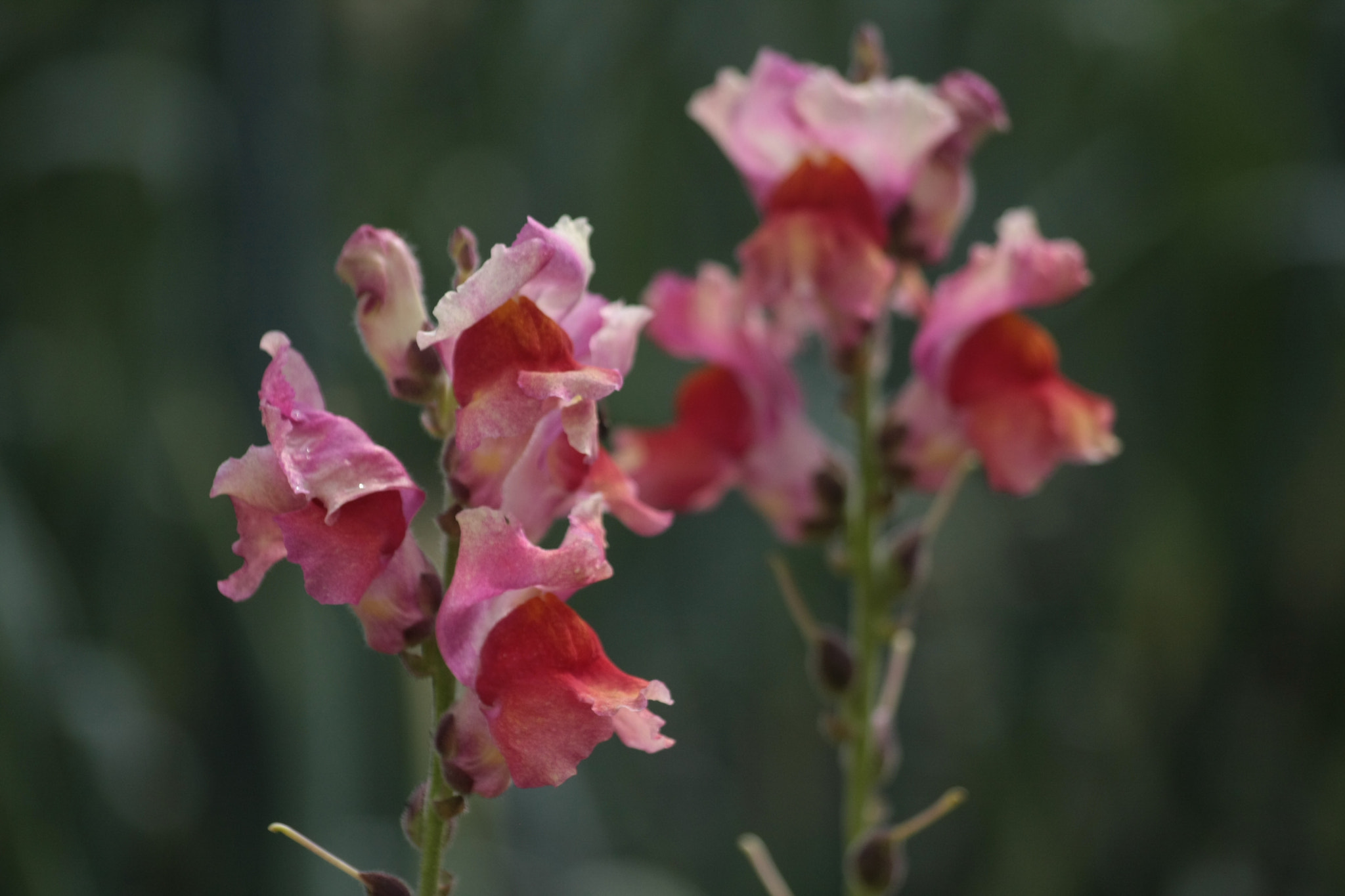 Canon EOS 40D sample photo. Snapdragons photography