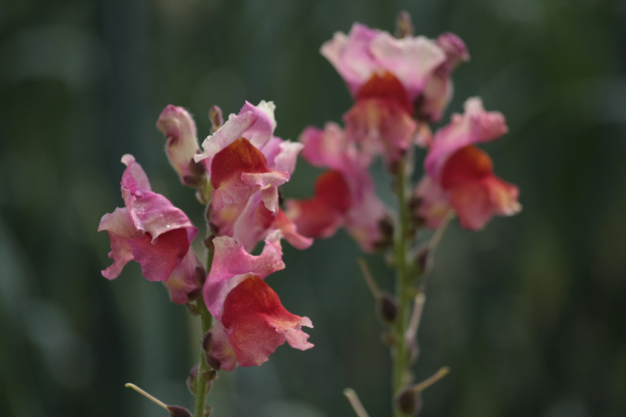 Sigma 50-200mm F4-5.6 DC OS HSM sample photo. Snapdragons photography