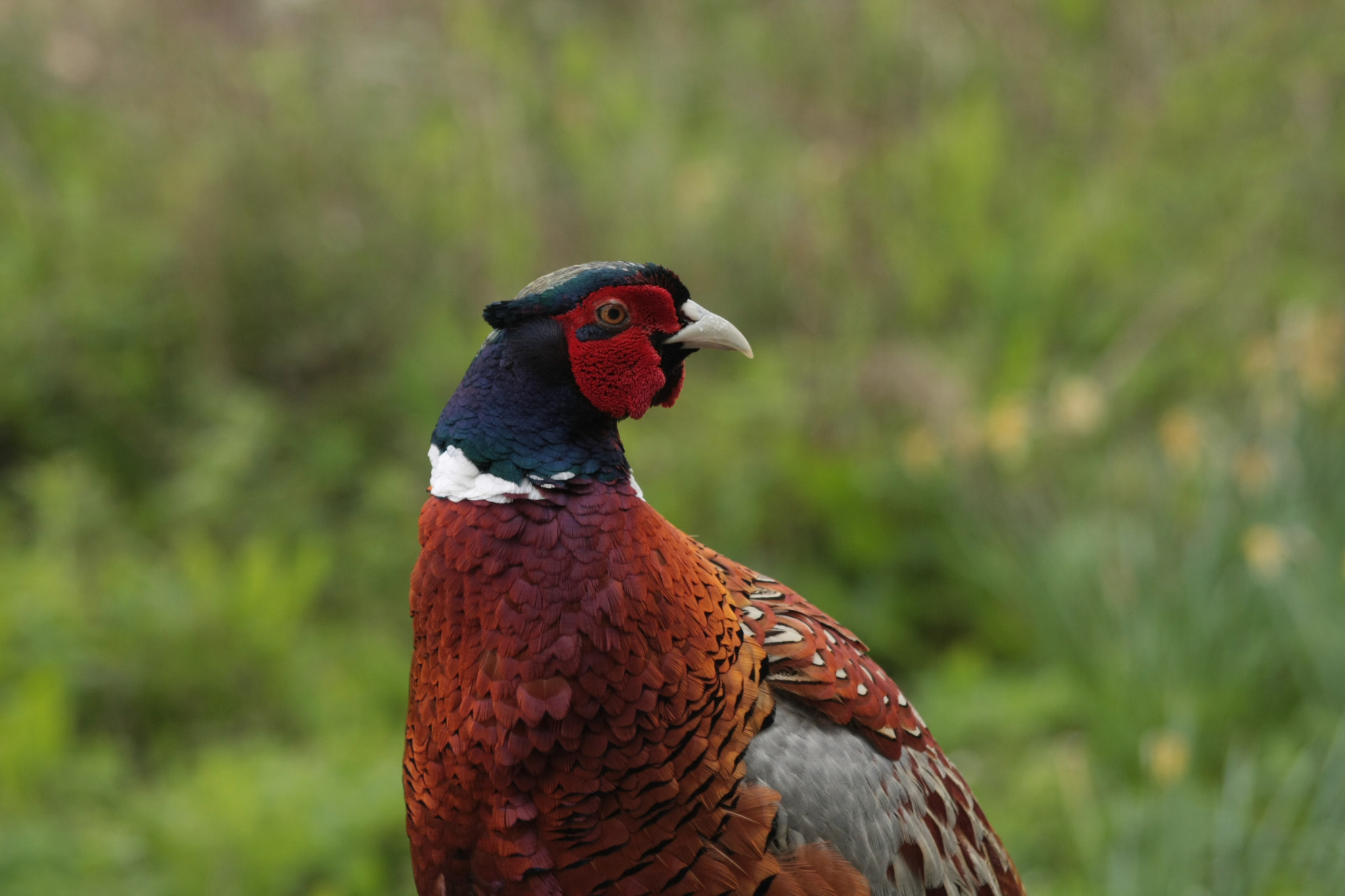 Canon EOS 40D + Sigma 50-200mm F4-5.6 DC OS HSM sample photo. Pheasant photography