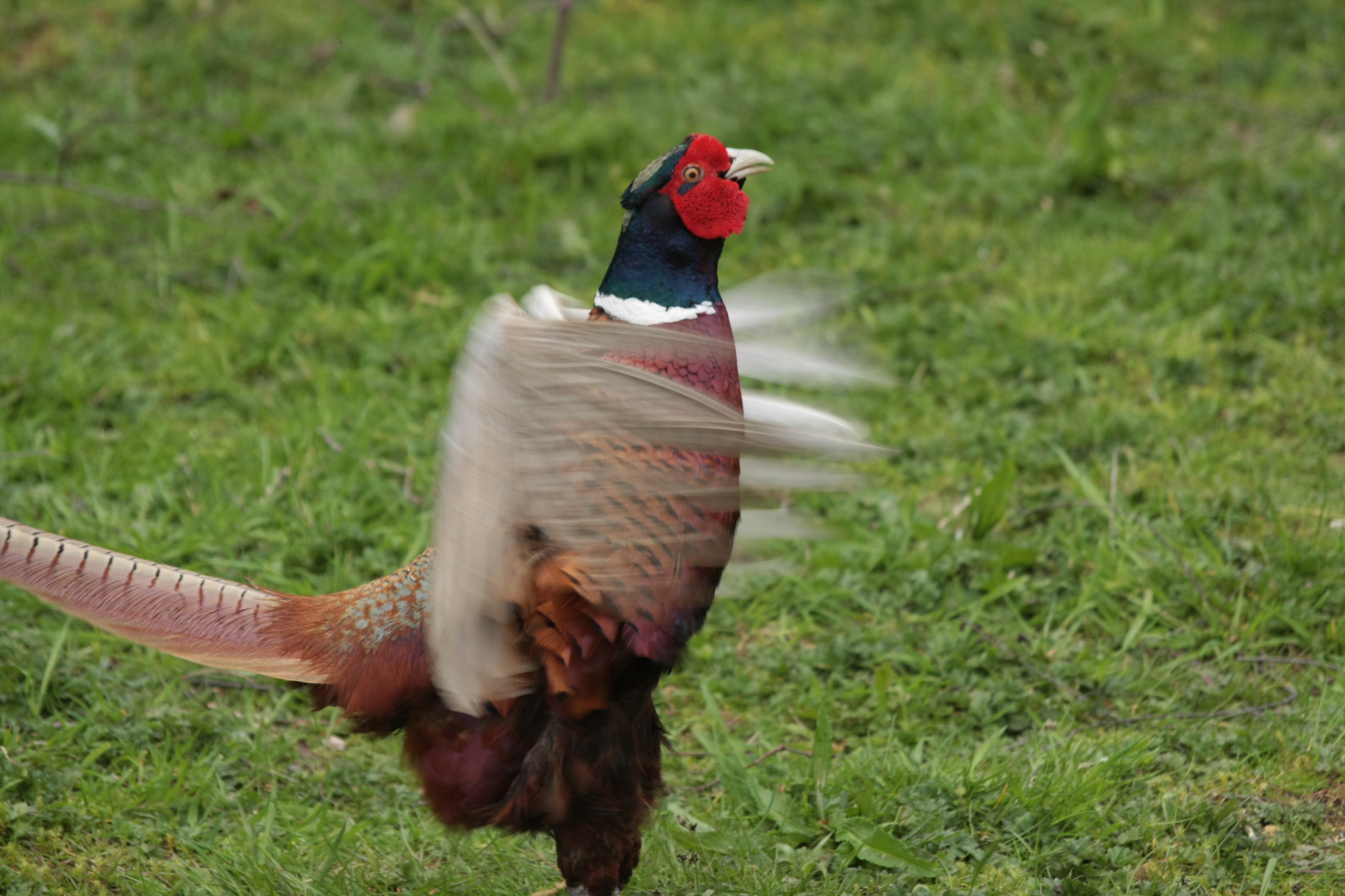Sigma 50-200mm F4-5.6 DC OS HSM sample photo. Pheasant calling photography